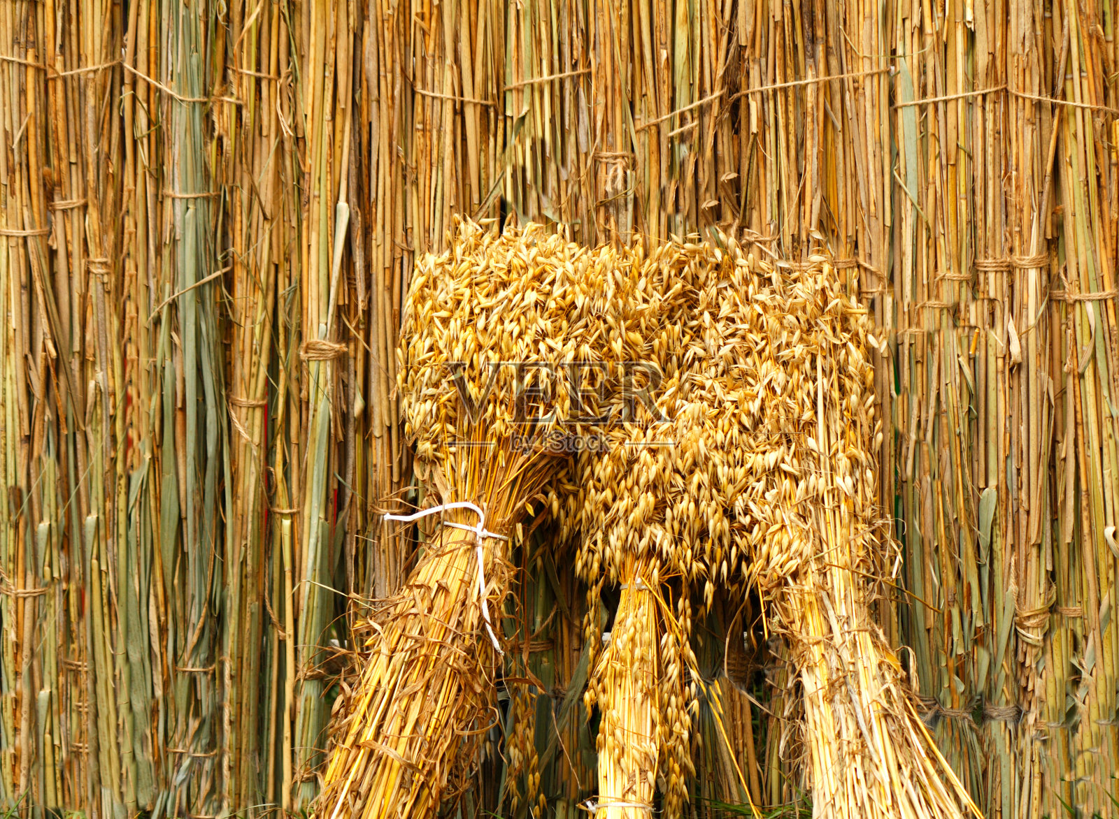 在篱笆背景上的一捆捆的谷穗照片摄影图片