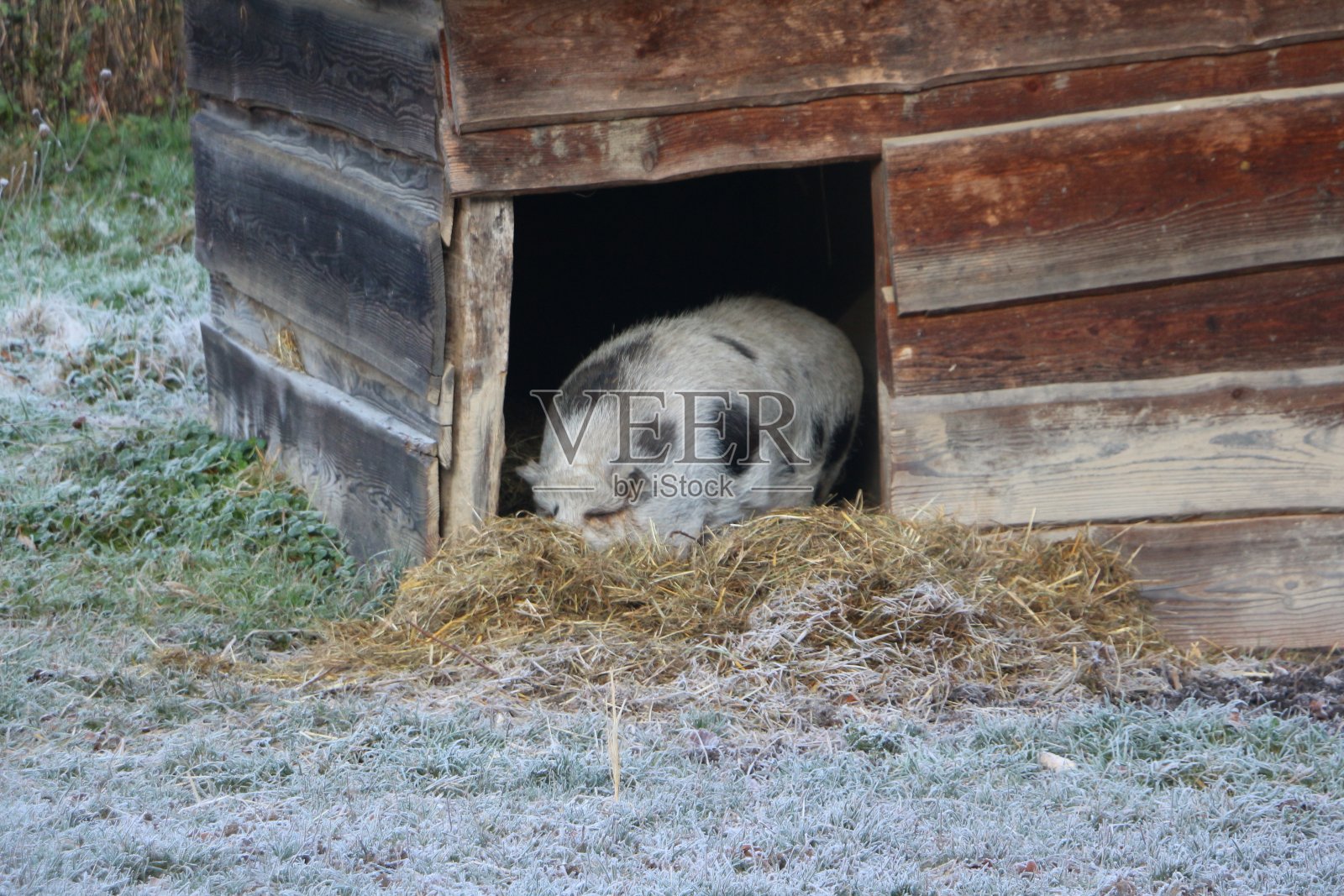德国的一种迷你猪照片摄影图片