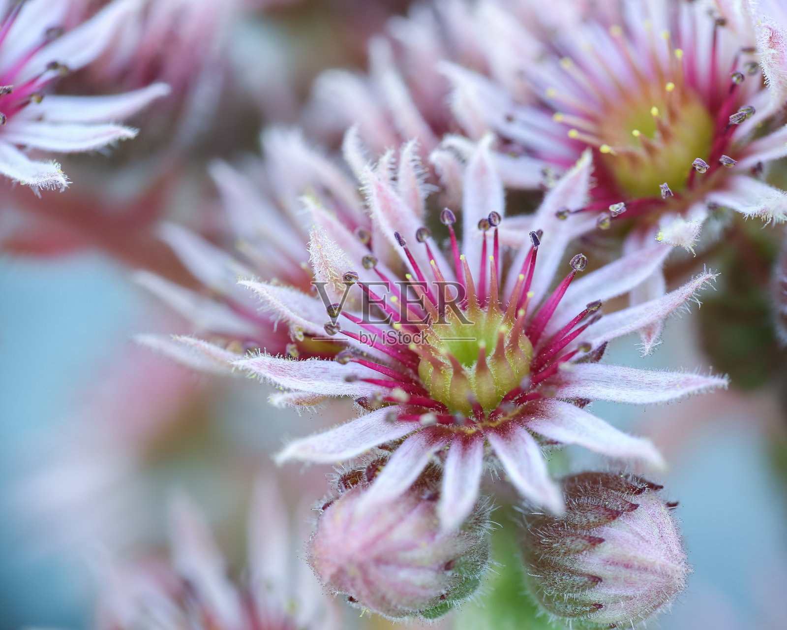 花照片摄影图片