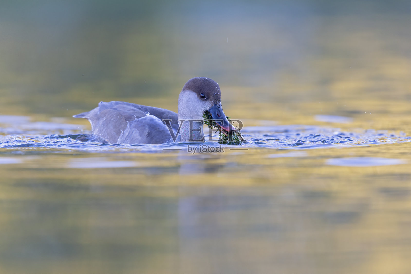 一只雌性红冠潜鸭(Netta rufina)在城市的一个彩色池塘里游泳和觅食。照片摄影图片