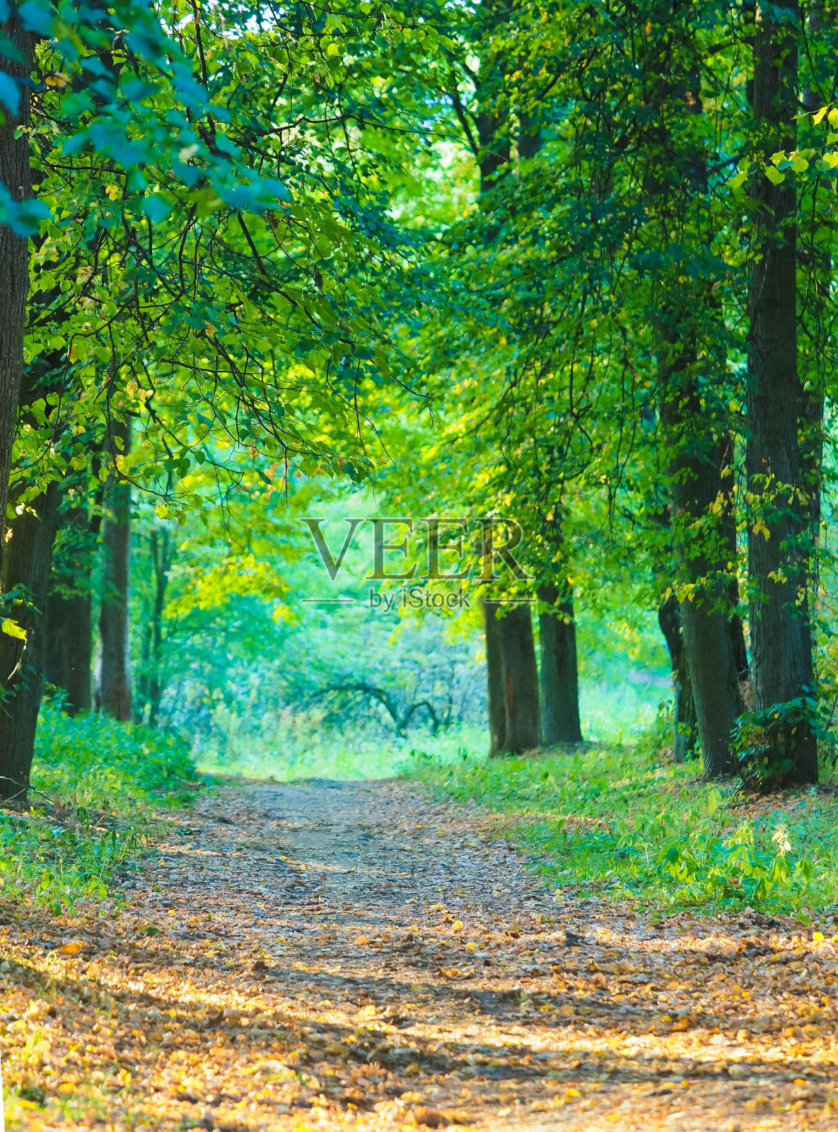 小径，小巷，树木之间的秋天公园。周末独自在城市公园散步。平静的概念照片摄影图片