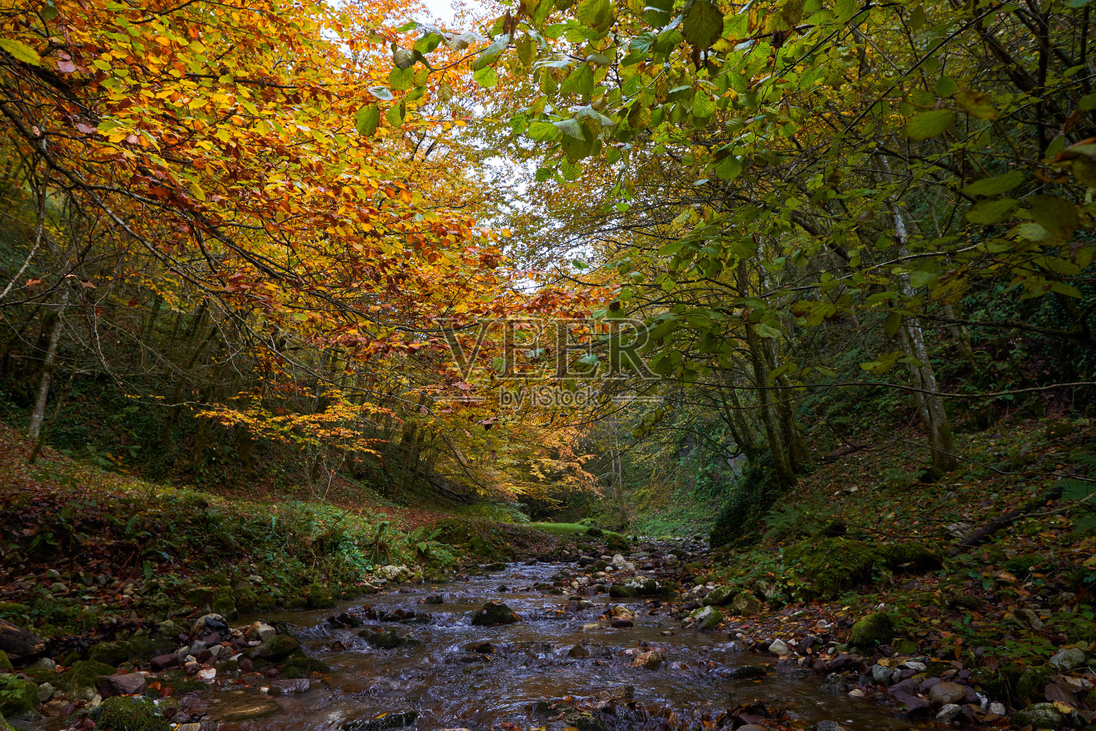 森林里一条河的秋天景色五彩缤纷照片摄影图片