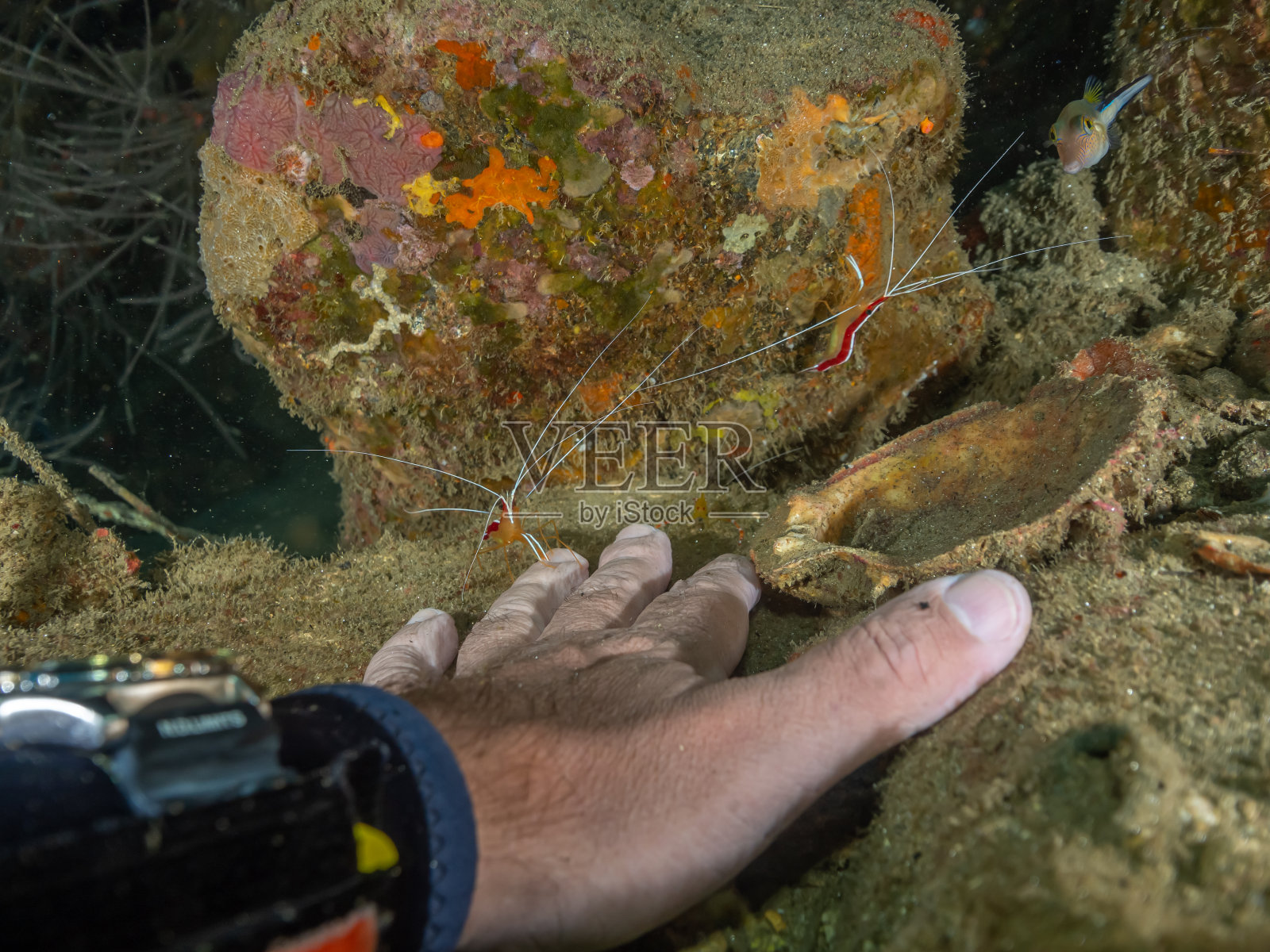 在海湾的水下照片摄影图片
