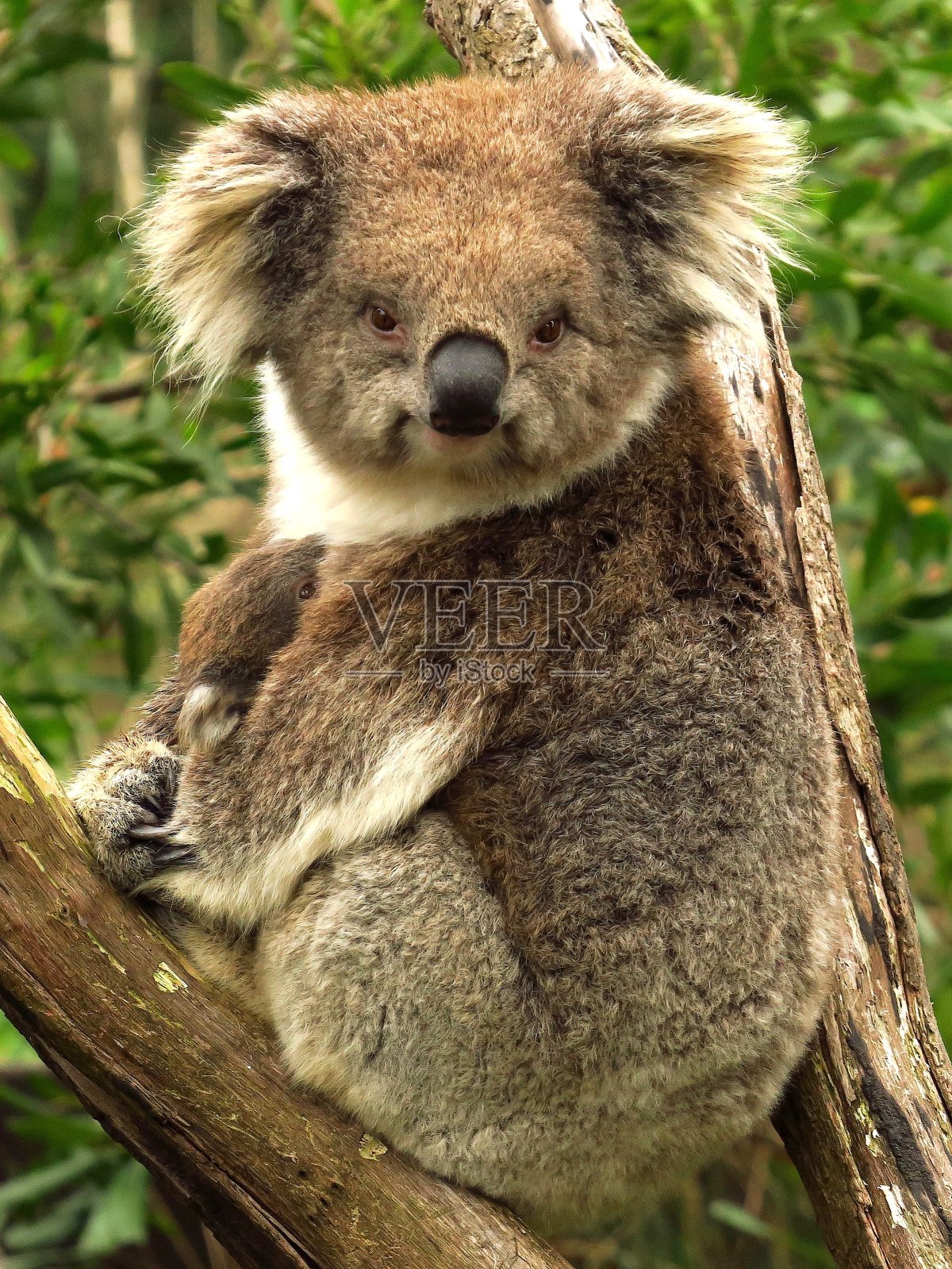 考拉在看相机照片摄影图片