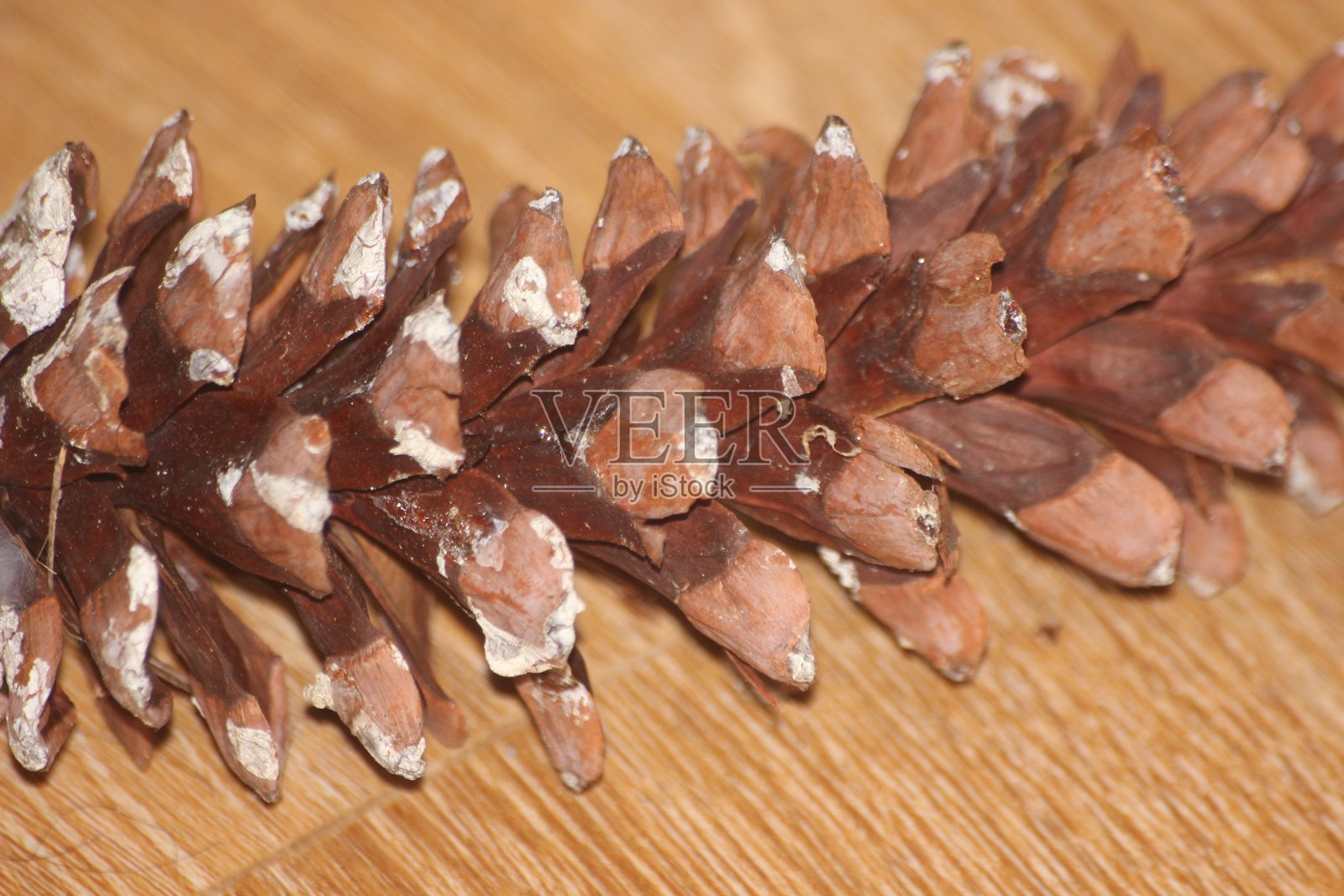 木地板背景上的松果特写照片摄影图片