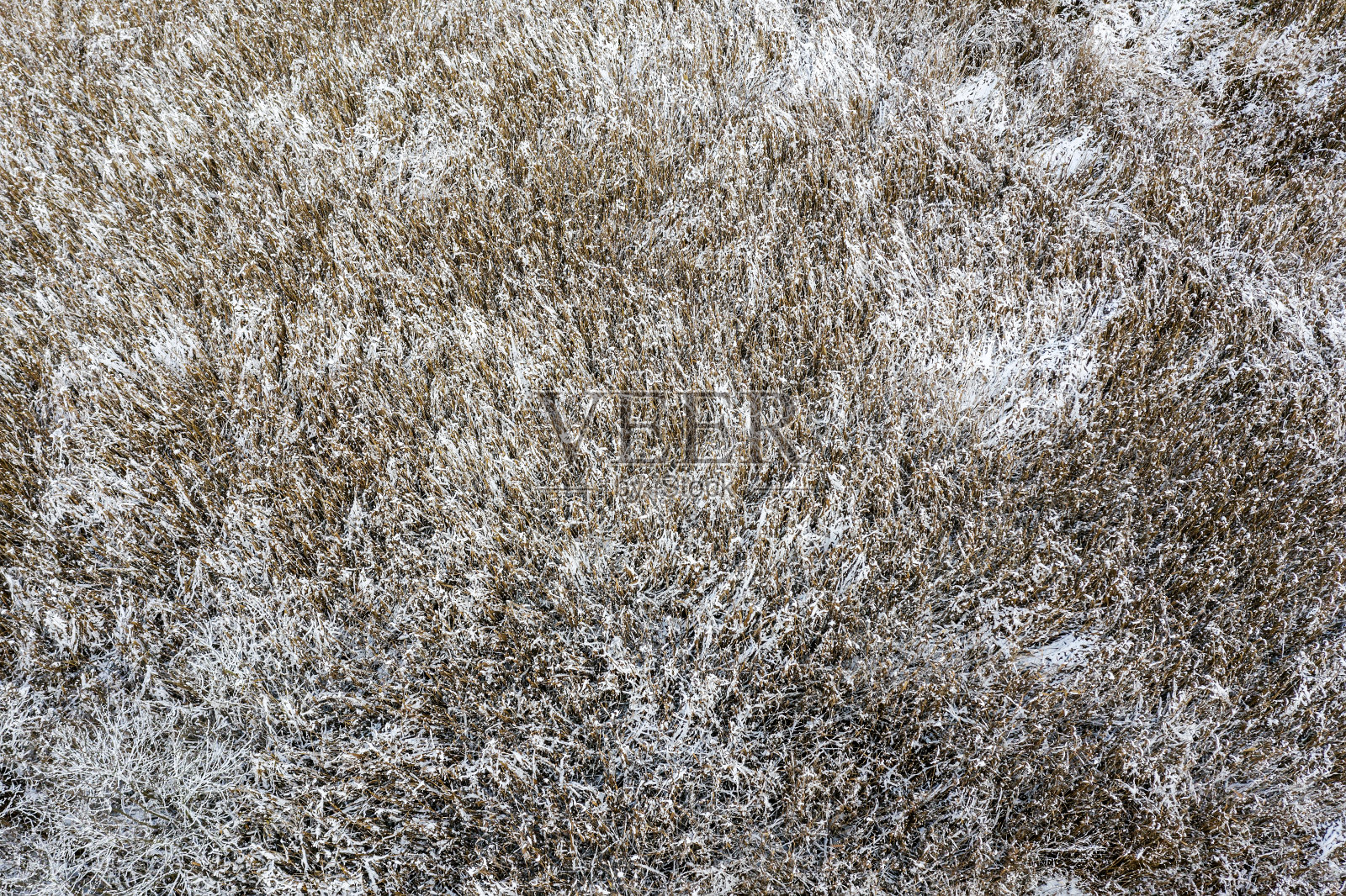 干燥的芦苇地在冬天被雪覆盖。自然纹理背景。无人机摄影照片摄影图片