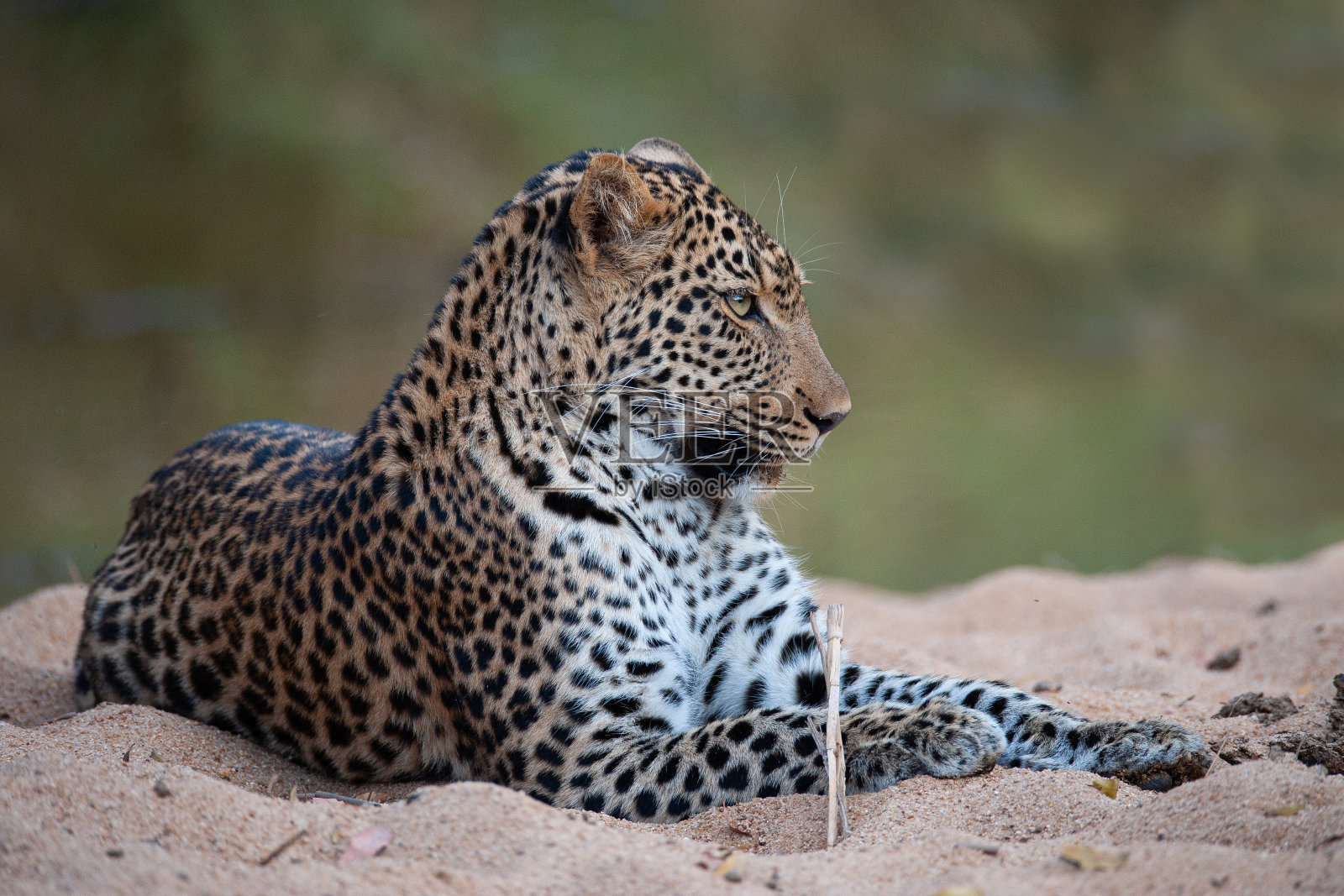 年轻男性豹照片摄影图片