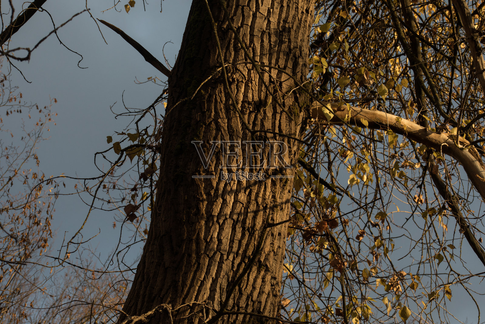日落时分，美丽的秋日森林和柏油山路。照片摄影图片