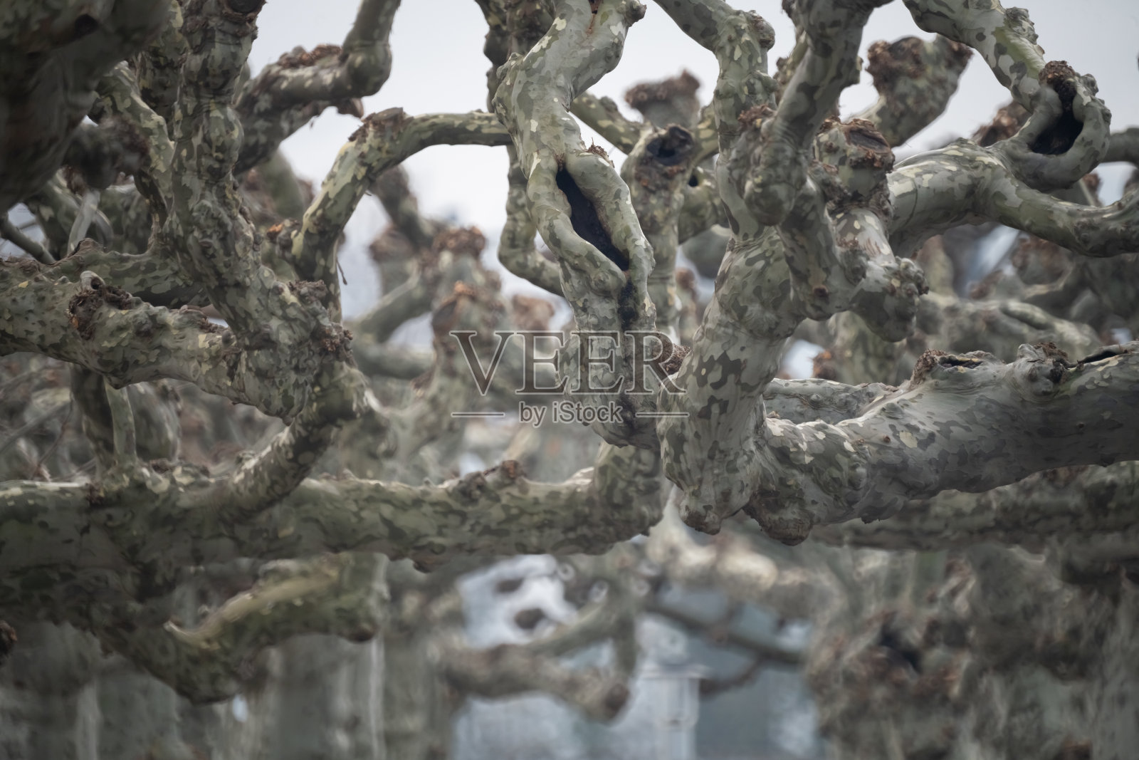 冬季，瑞士上苏黎世湖(Obersee)岸边，被截掉的悬铃木树(悬铃木树)有着独特而奇异的美丽照片摄影图片