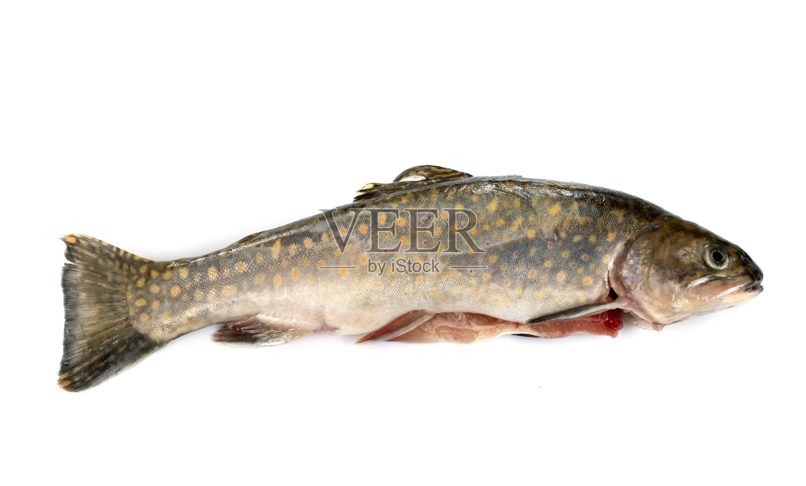 红点鲑照片摄影图片