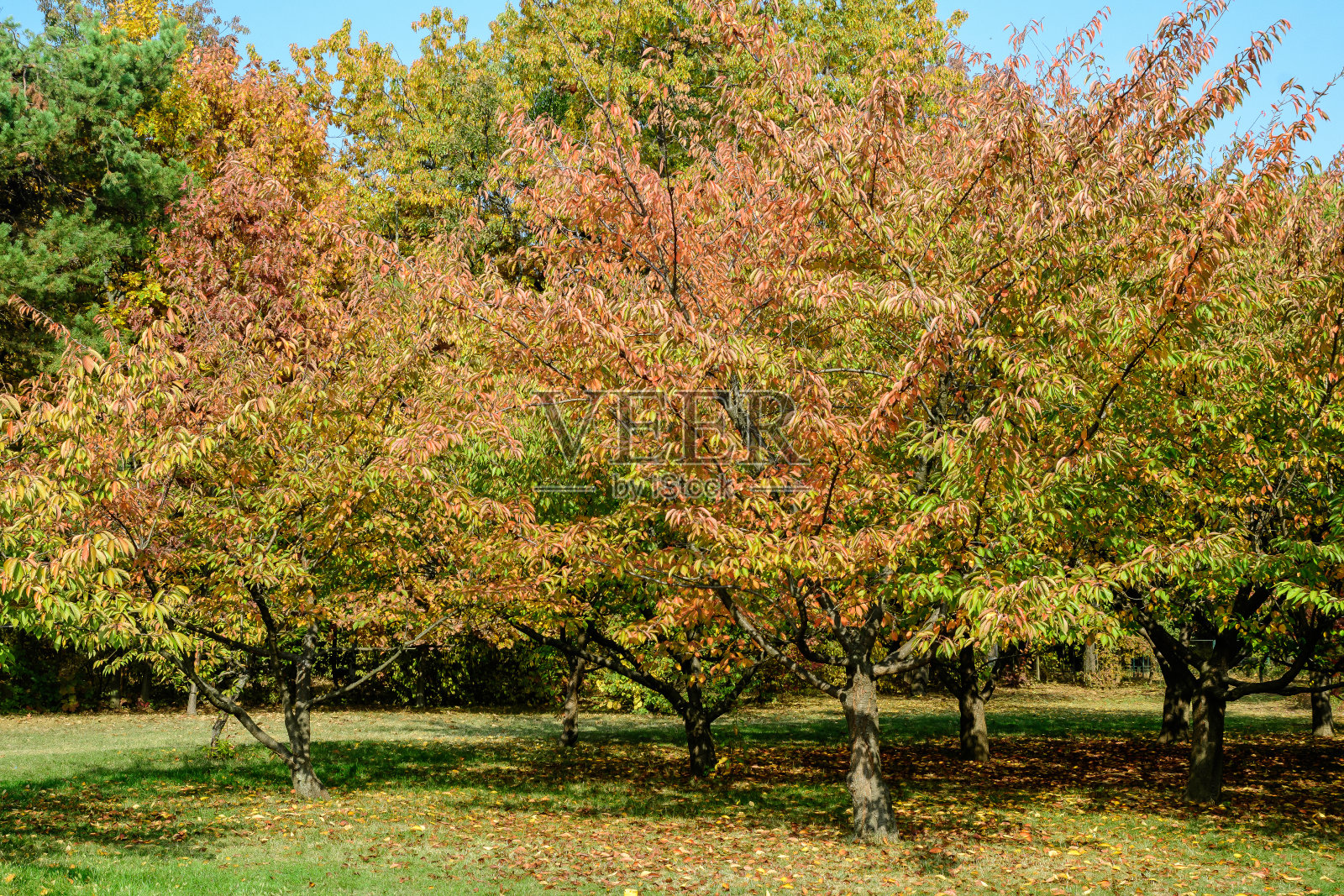 罗马尼亚布加勒斯特赫拉斯特鲁公园的日本花园中，一个阳光明媚的秋日，极简主义的单色背景，红色和橙色的大树叶和樱桃树的小花照片摄影图片