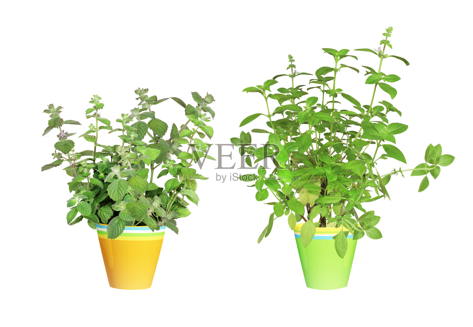 花盆里的柠檬和薄荷支照片摄影图片