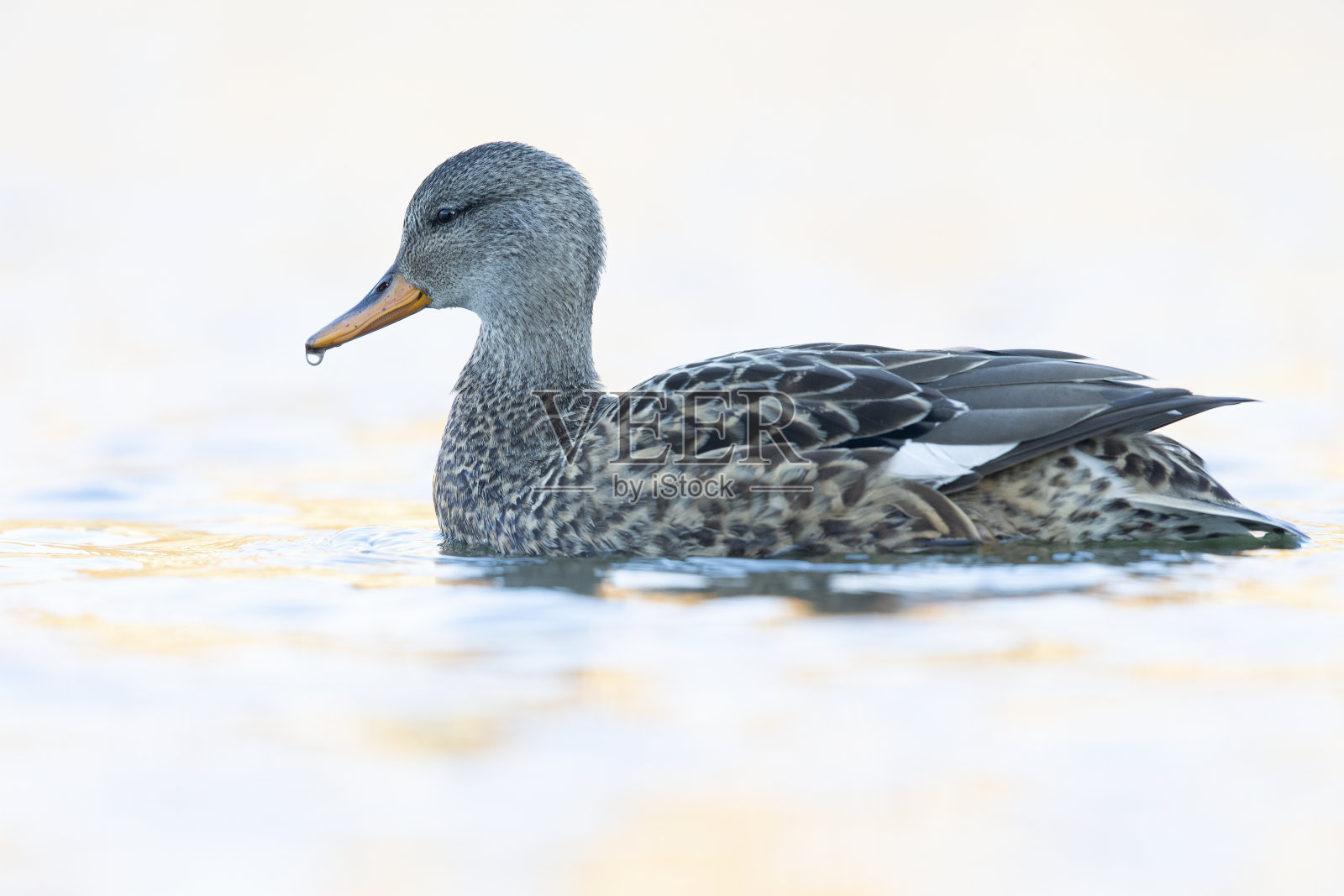 在城市里的一个彩色池塘里，一只雌性牛虻(Mareca strepera)在游泳和觅食。照片摄影图片