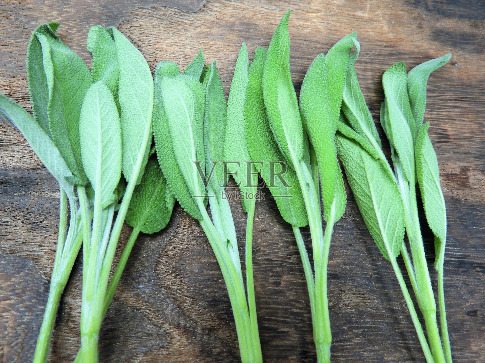 草药（圣人）3照片摄影图片