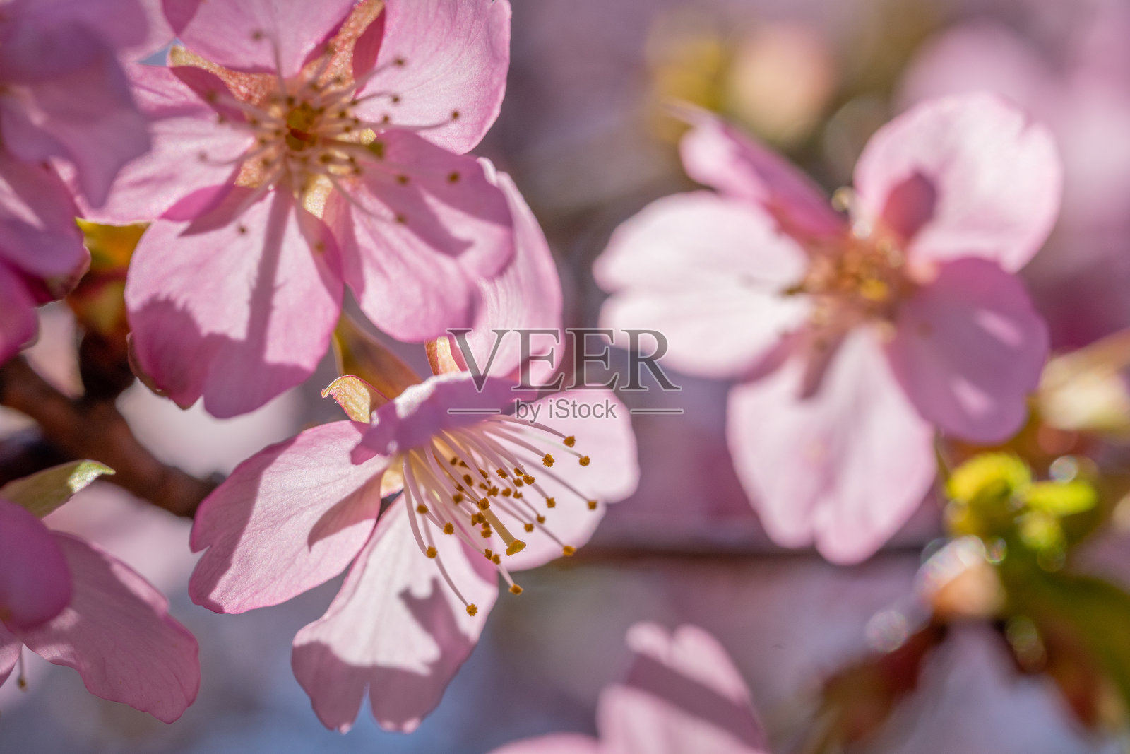 春天粉红色樱花与蓝天背景照片摄影图片