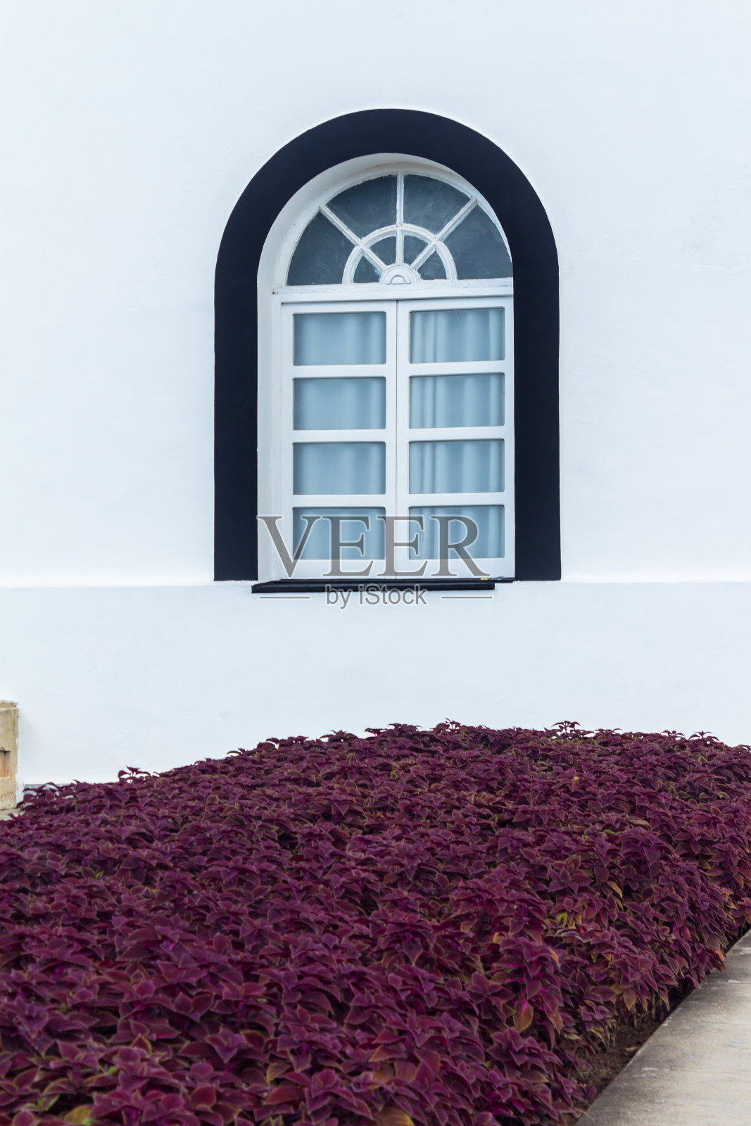 大楼窗户旁边是红草照片摄影图片