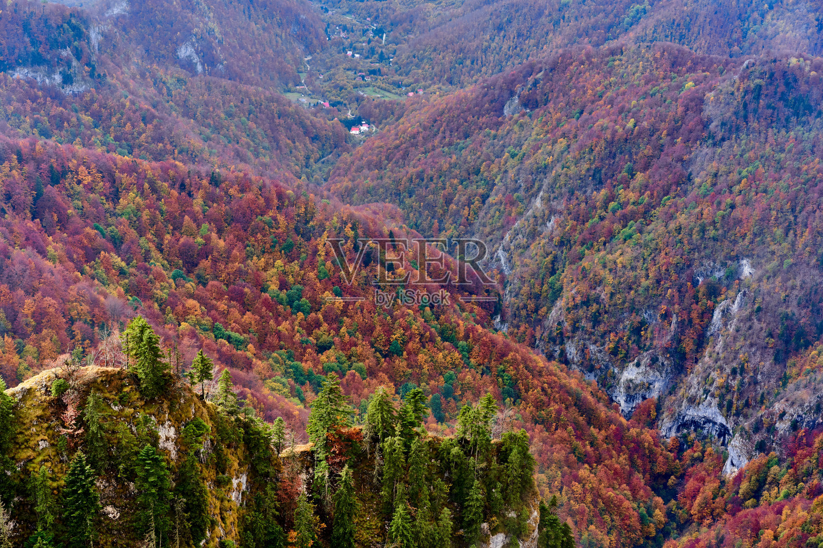 山上茂密的森林照片摄影图片