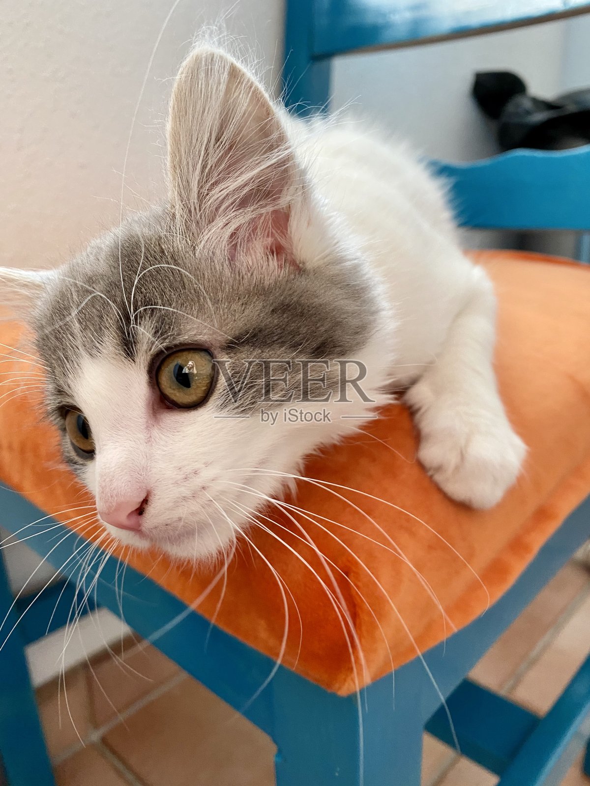 好奇的小猫照片摄影图片