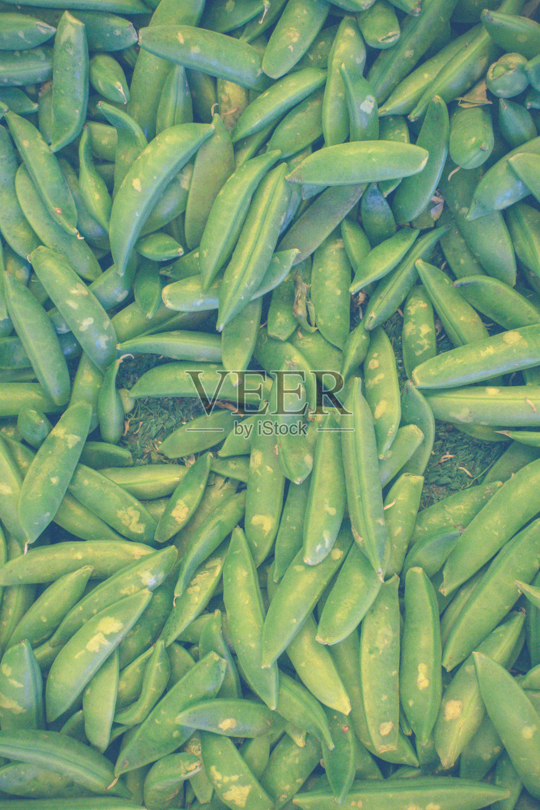 豌豆照片摄影图片