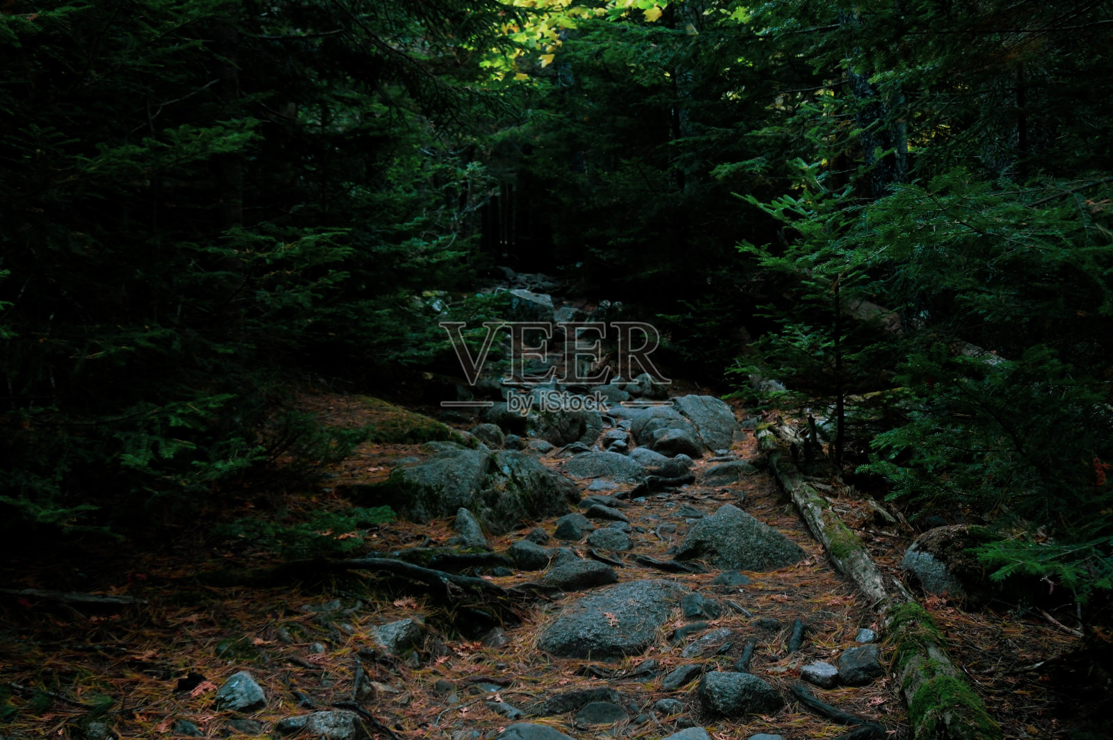 岩石林荫小道照片摄影图片