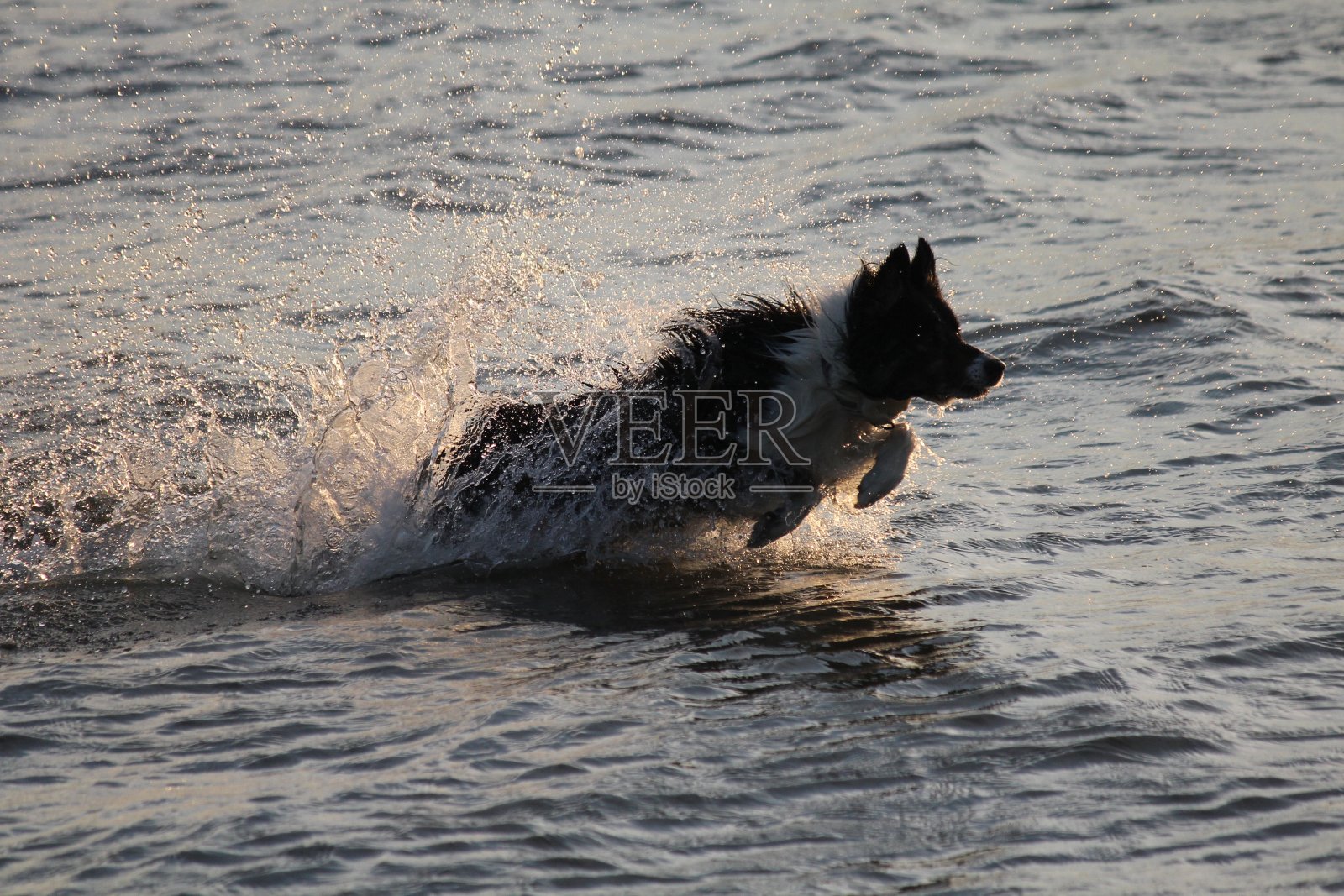博德牧羊犬在水里照片摄影图片
