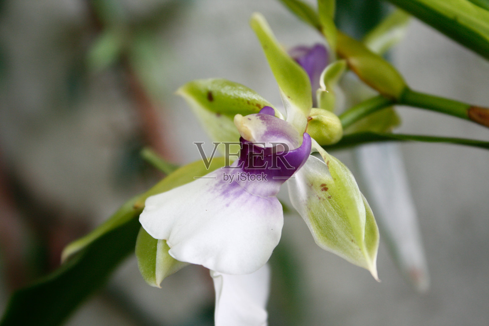 来自南美洲的奇异植物和花卉照片摄影图片