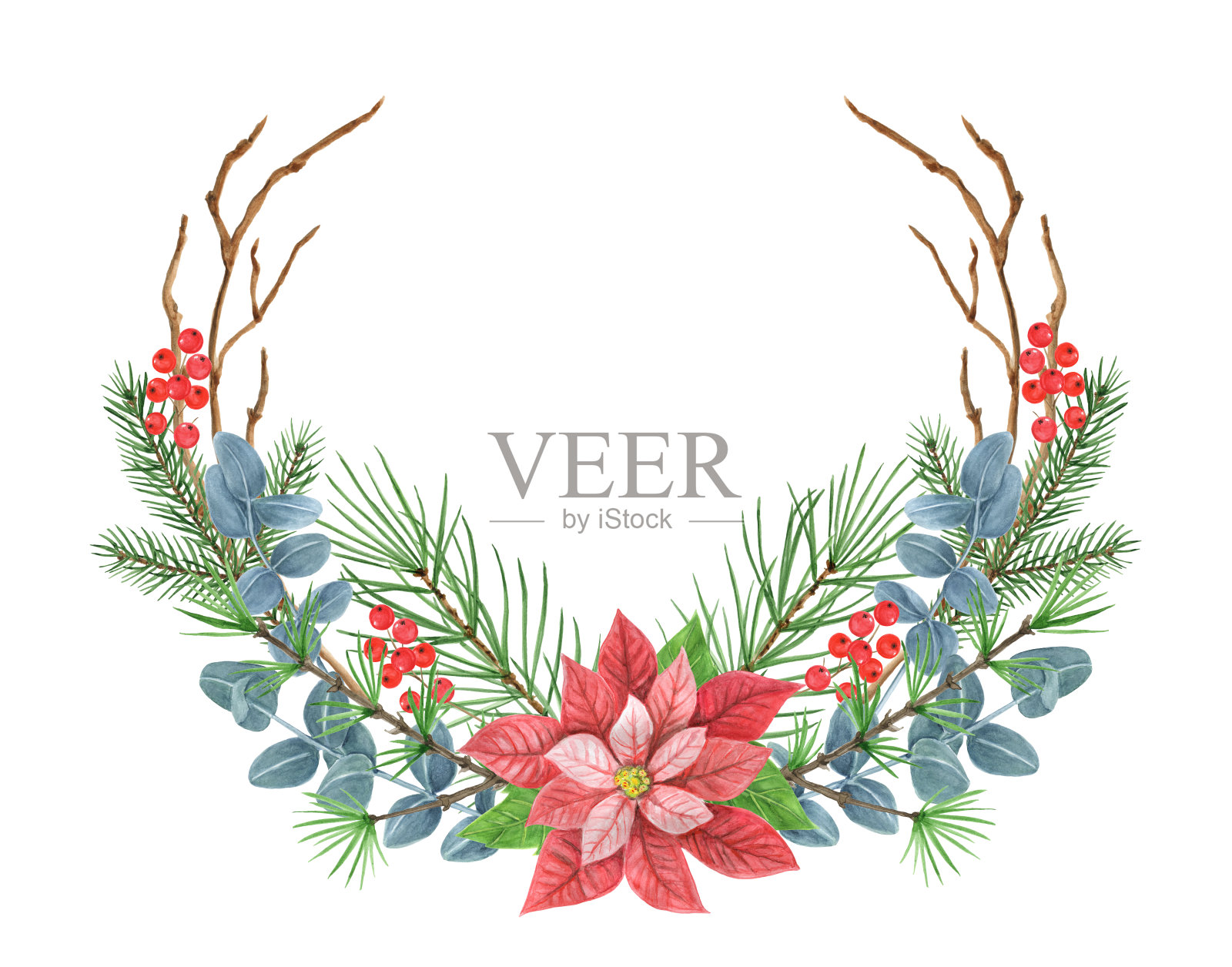 圣诞装饰花环用一品红，绿叶，云杉，松树枝和冬青浆果插画图片素材