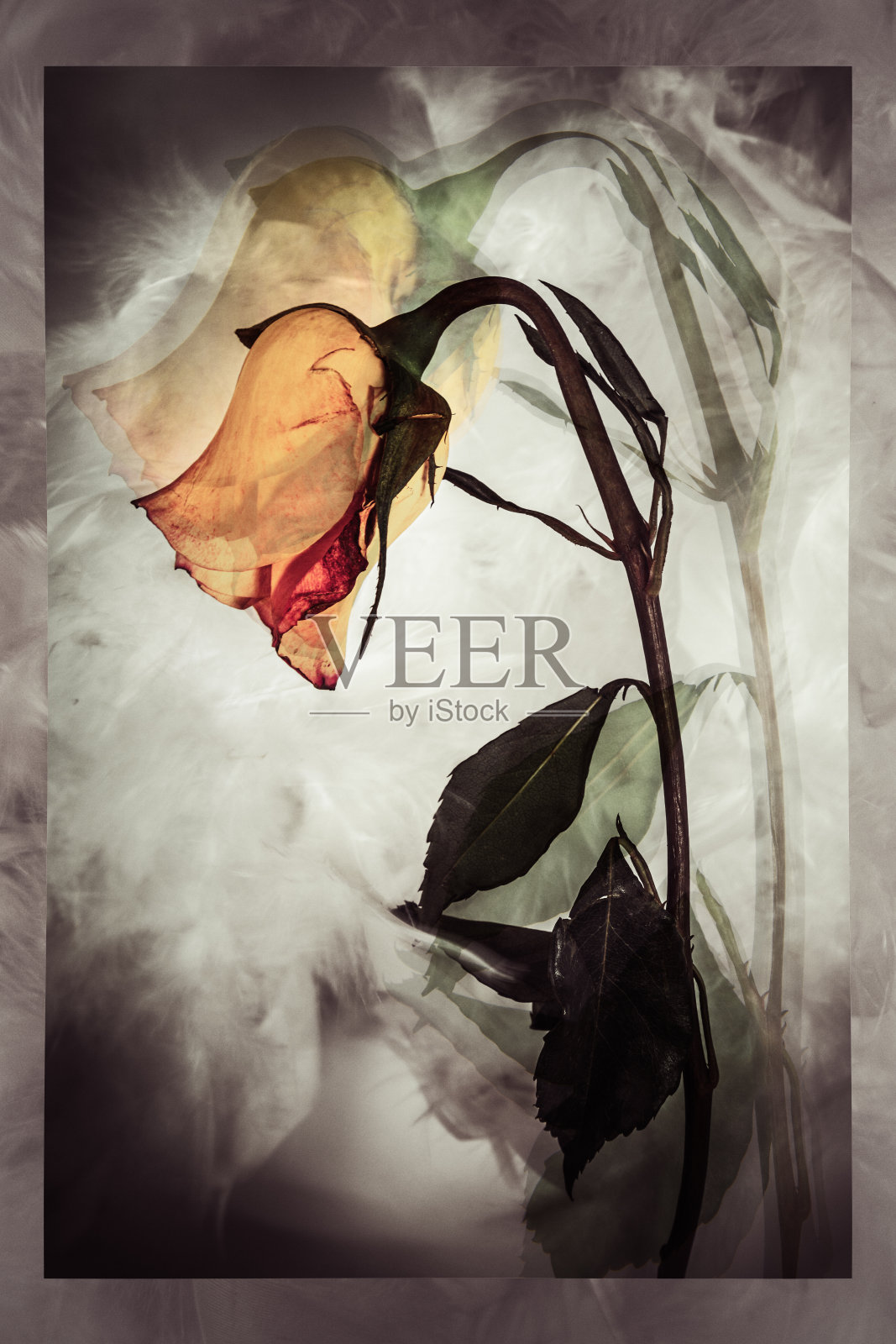 玫瑰的凋谢之美，脆弱而依然美丽。双重曝光照片摄影图片