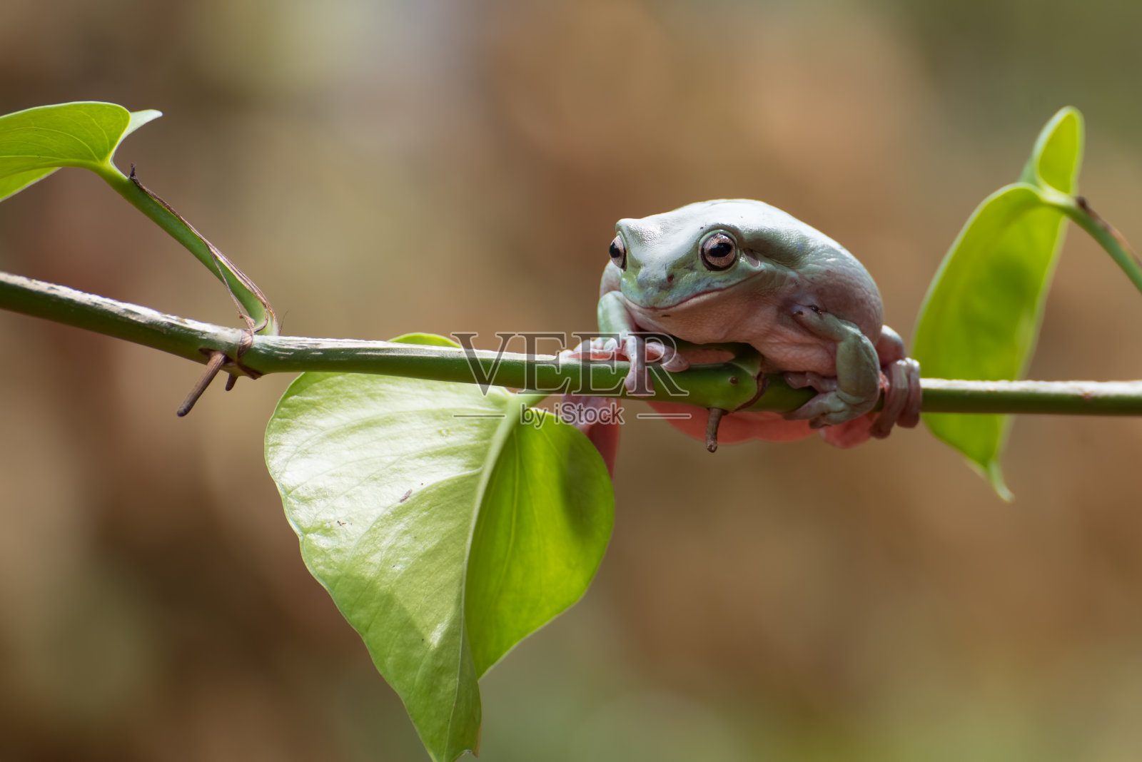 澳大利亚绿色树蛙栖息在树枝上照片摄影图片