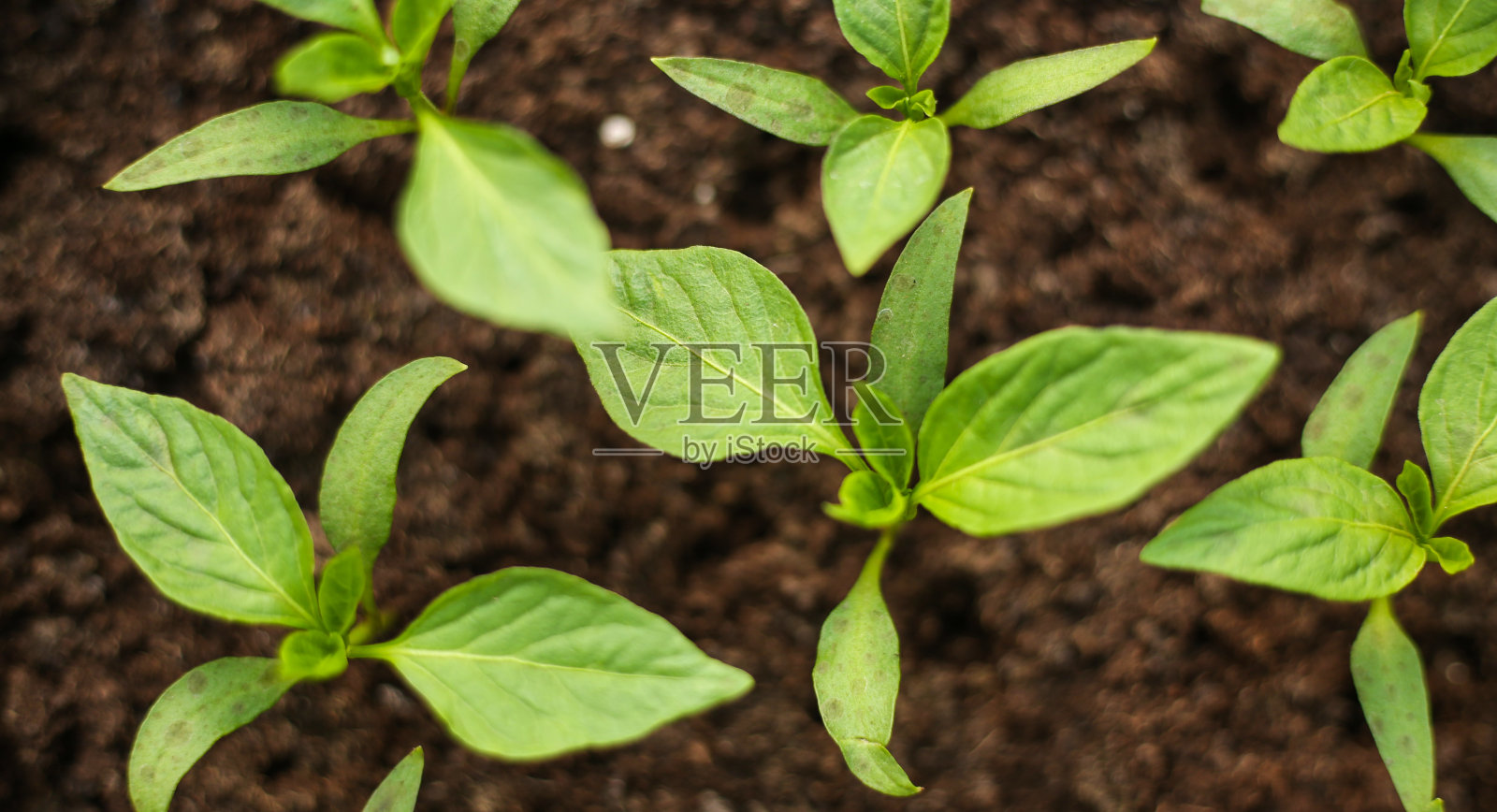 园艺工具及幼苗照片摄影图片