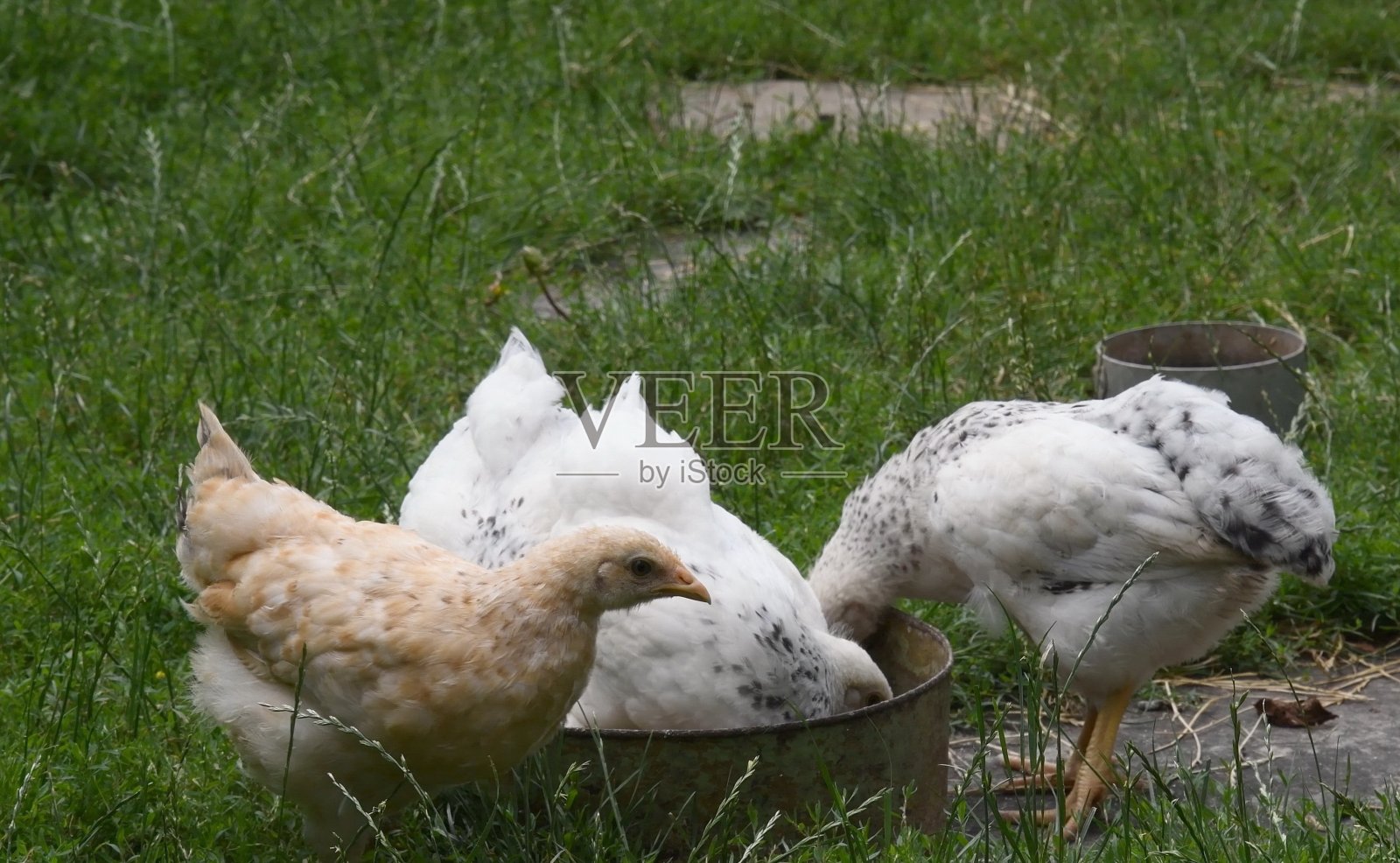 在乡间后院的草坪上，白色的雏鸡啄食喂食器上的谷粒照片摄影图片