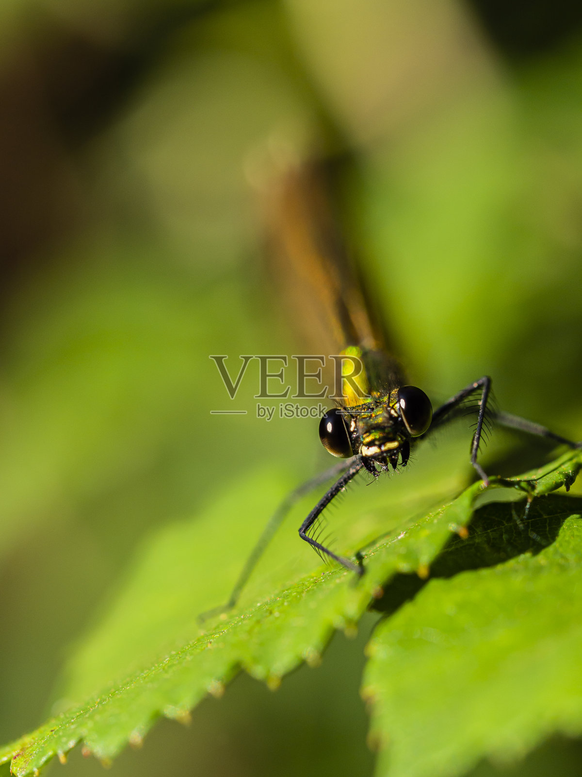 蜻蜓的微距摄影。照片摄影图片