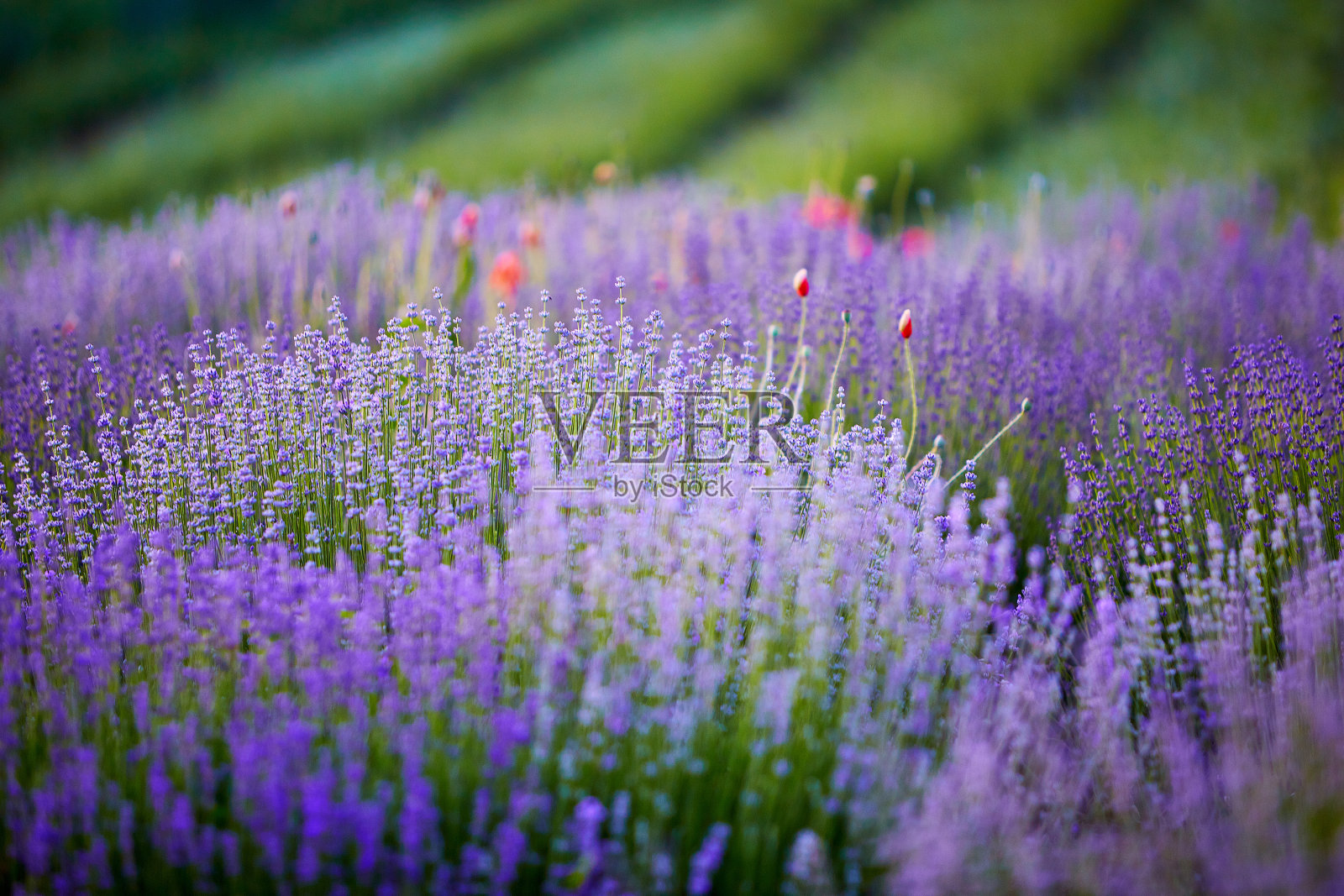 明亮的薰衣草花丛照片摄影图片