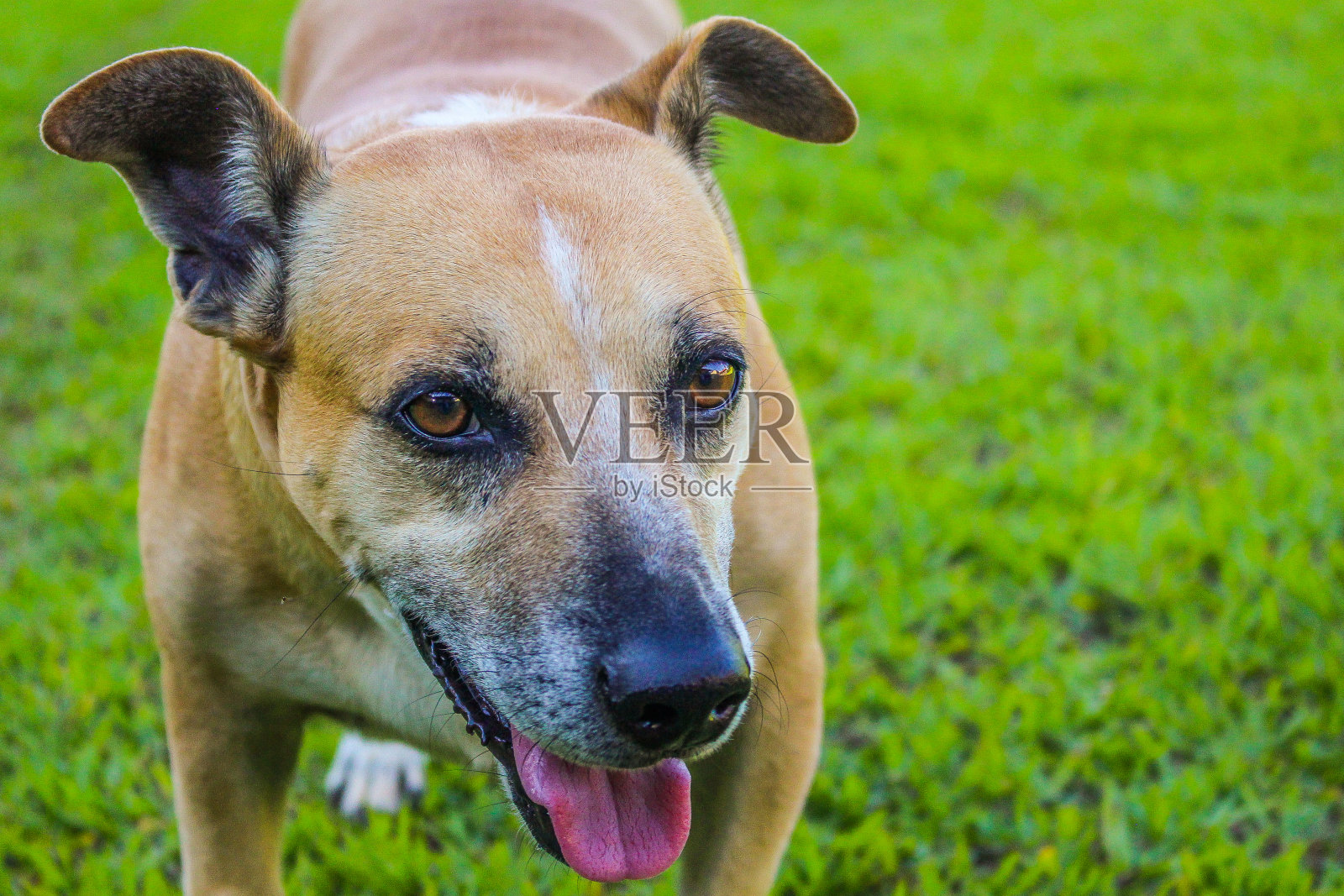 小狗在意识到一切正常后对着镜头微笑照片摄影图片