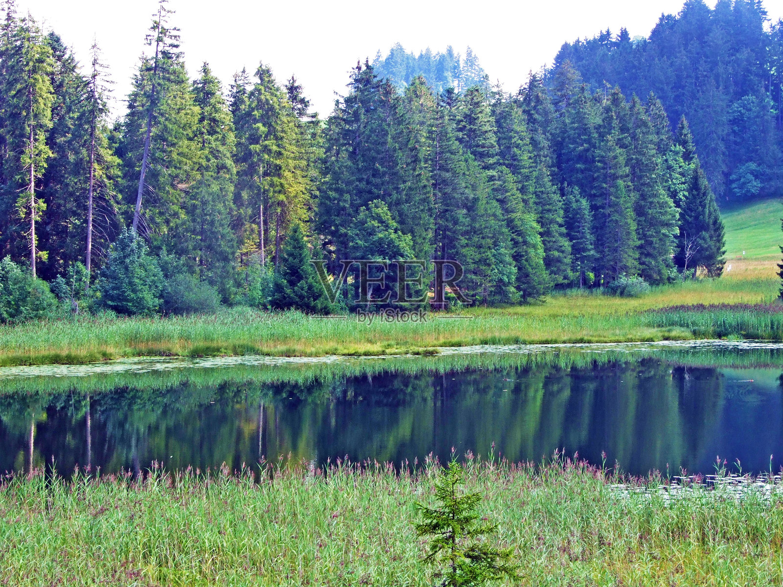 瑞士圣加伦的怀尔德豪斯州奥伯托根堡地区的小一点的施文迪西湖(Hinter Schwendisee)照片摄影图片