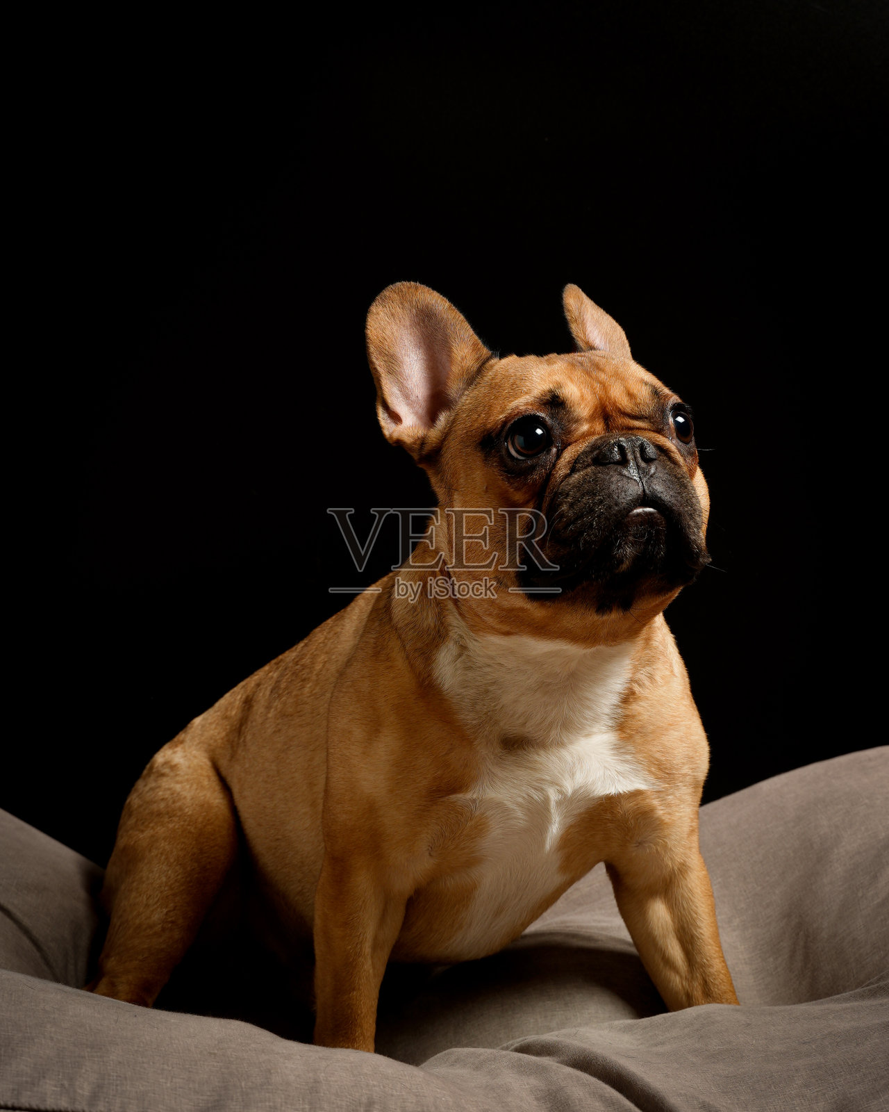 多么可爱的一只法国斗牛犬照片摄影图片