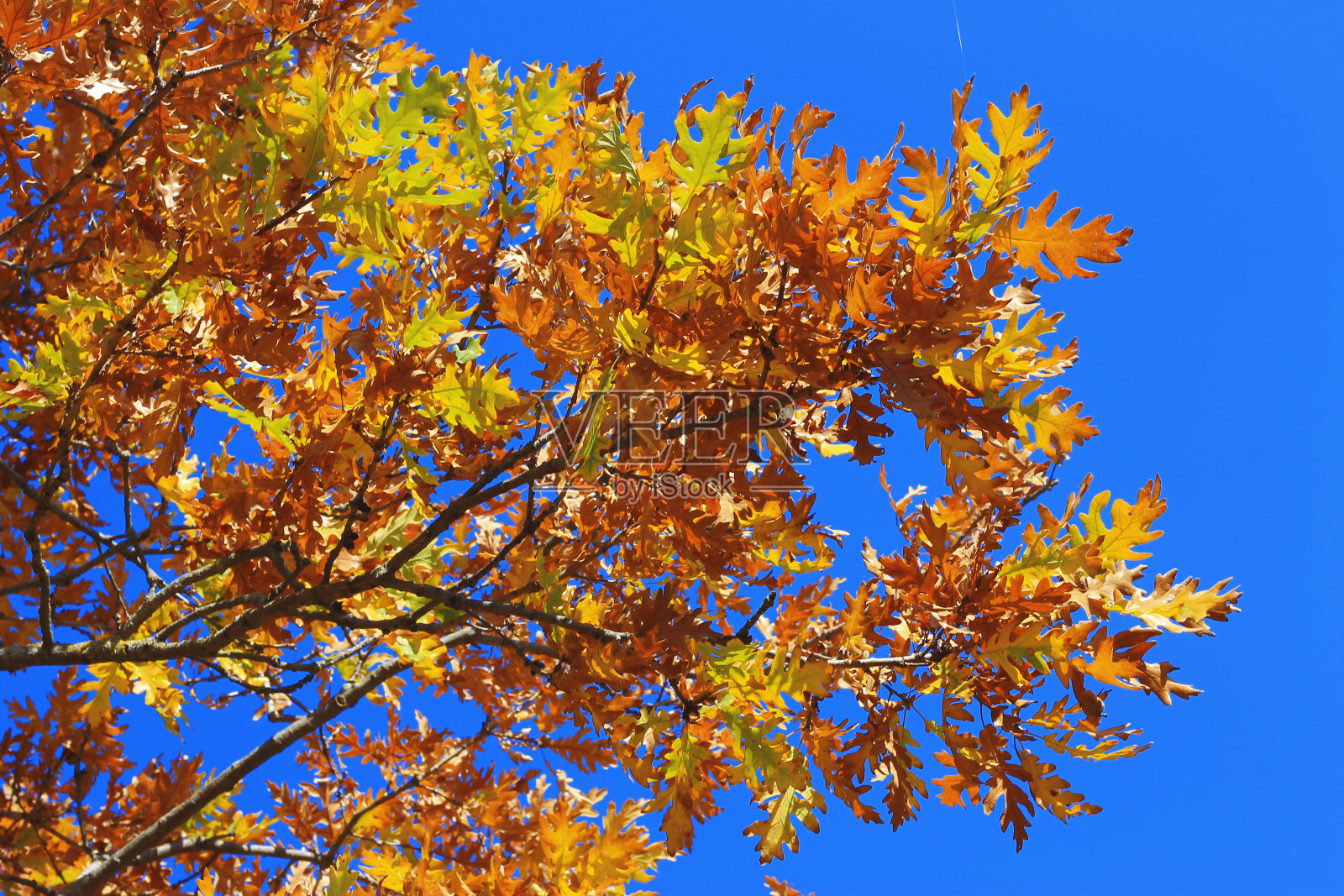 在秋天的森林里，一棵黄色的橡树在蓝天的映衬下在树枝上落叶。金色的秋天照片摄影图片