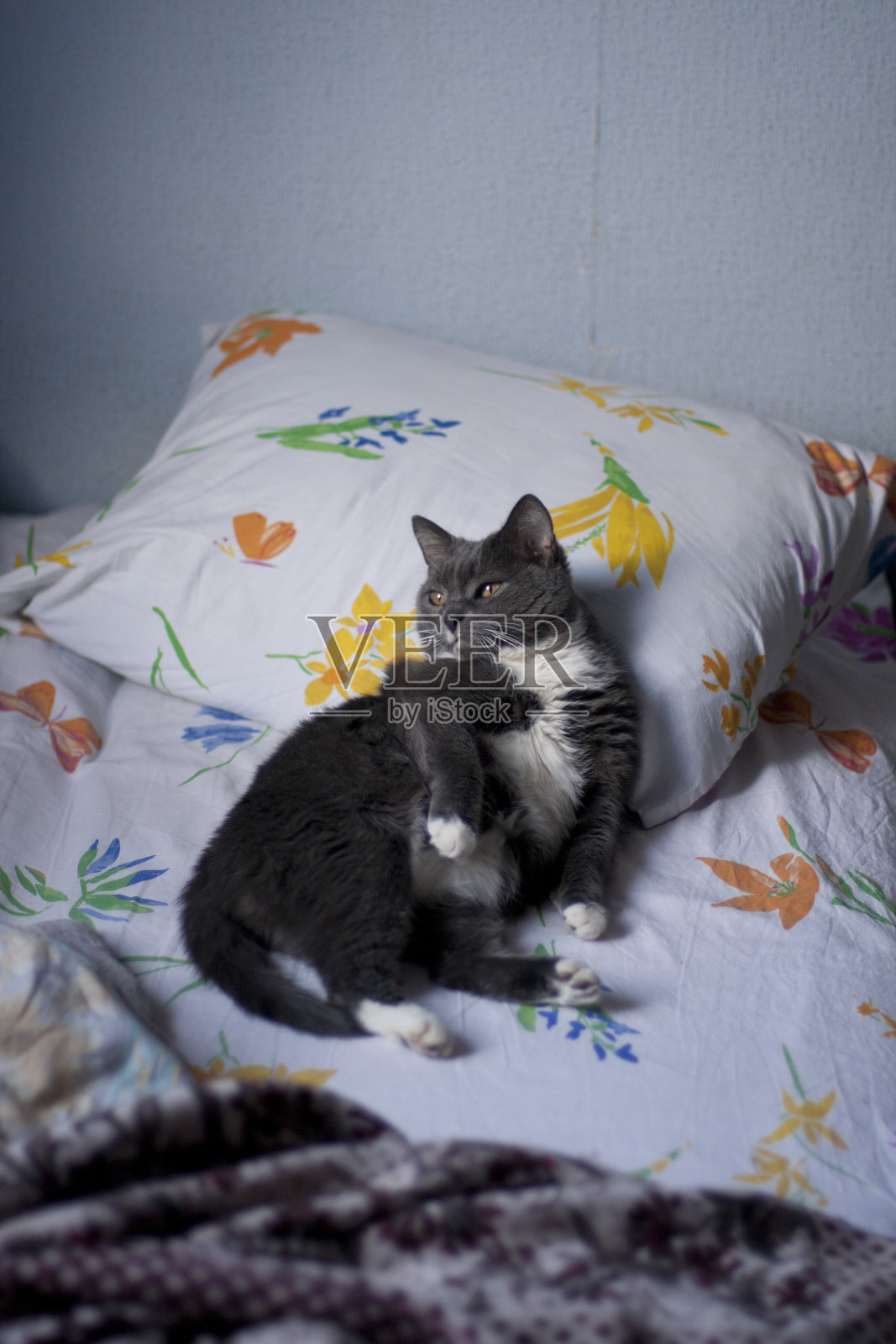 放松的猫躺在被单上照片摄影图片