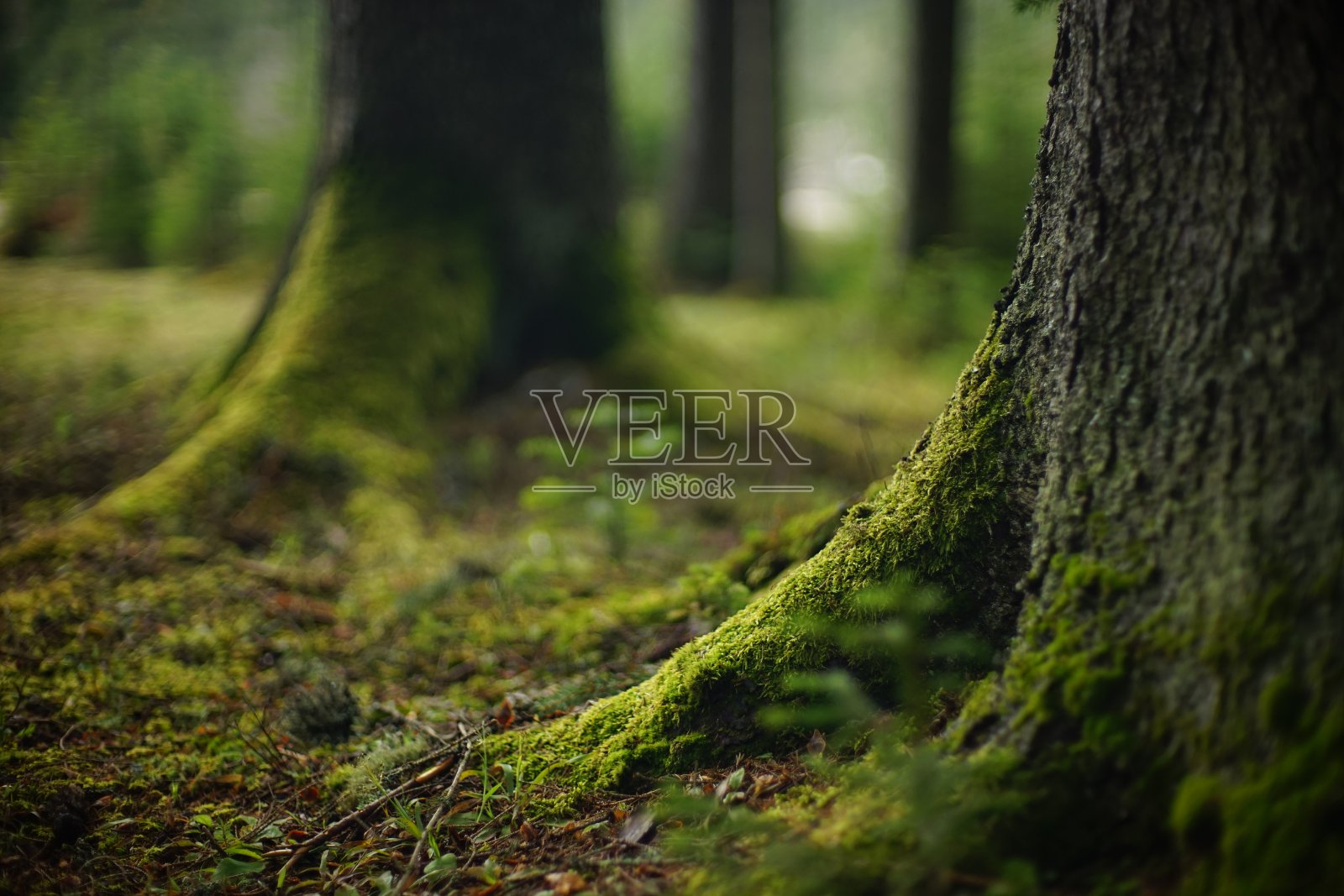 树干长满苔藓。长满苔藓和地衣的大树干照片摄影图片