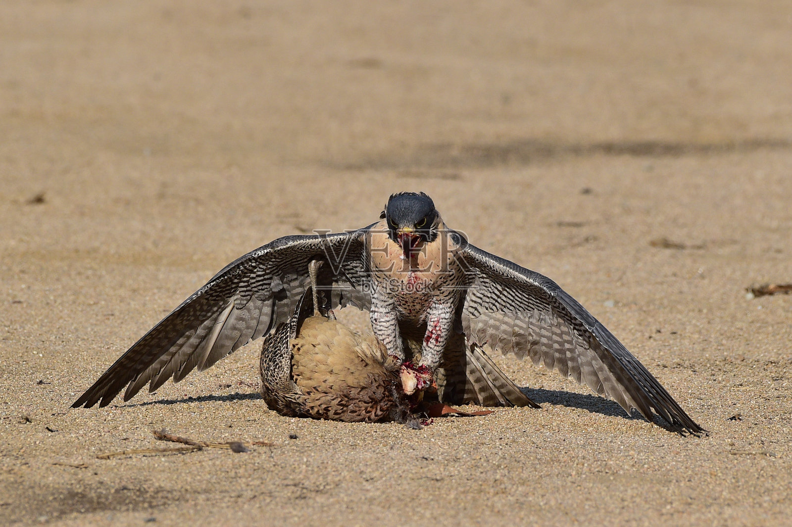 一只韩国鹰，用来叫卖照片摄影图片