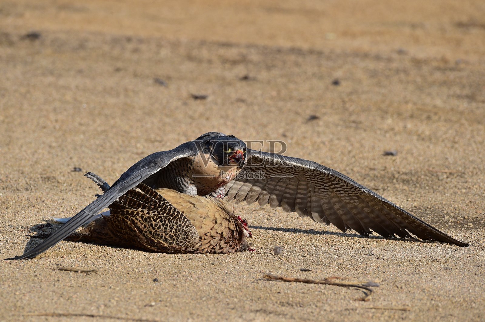 一只韩国鹰，用来叫卖照片摄影图片