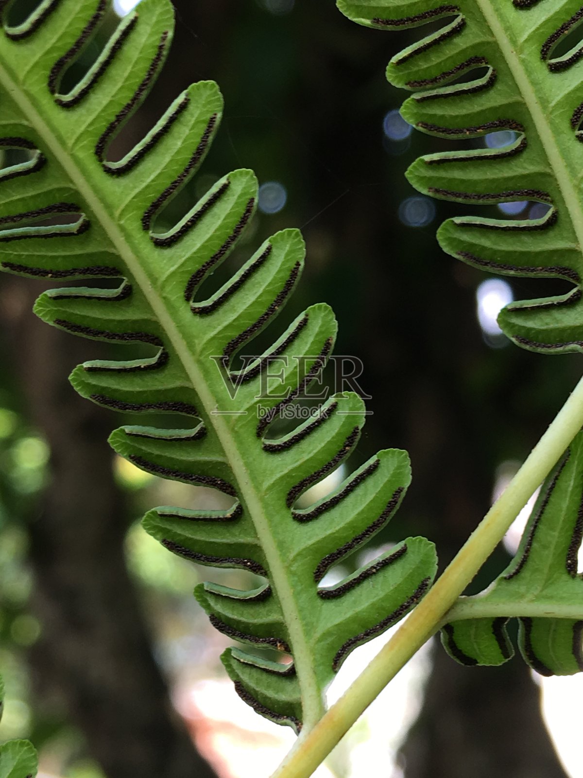 孢子囊上蕨类植物照片摄影图片