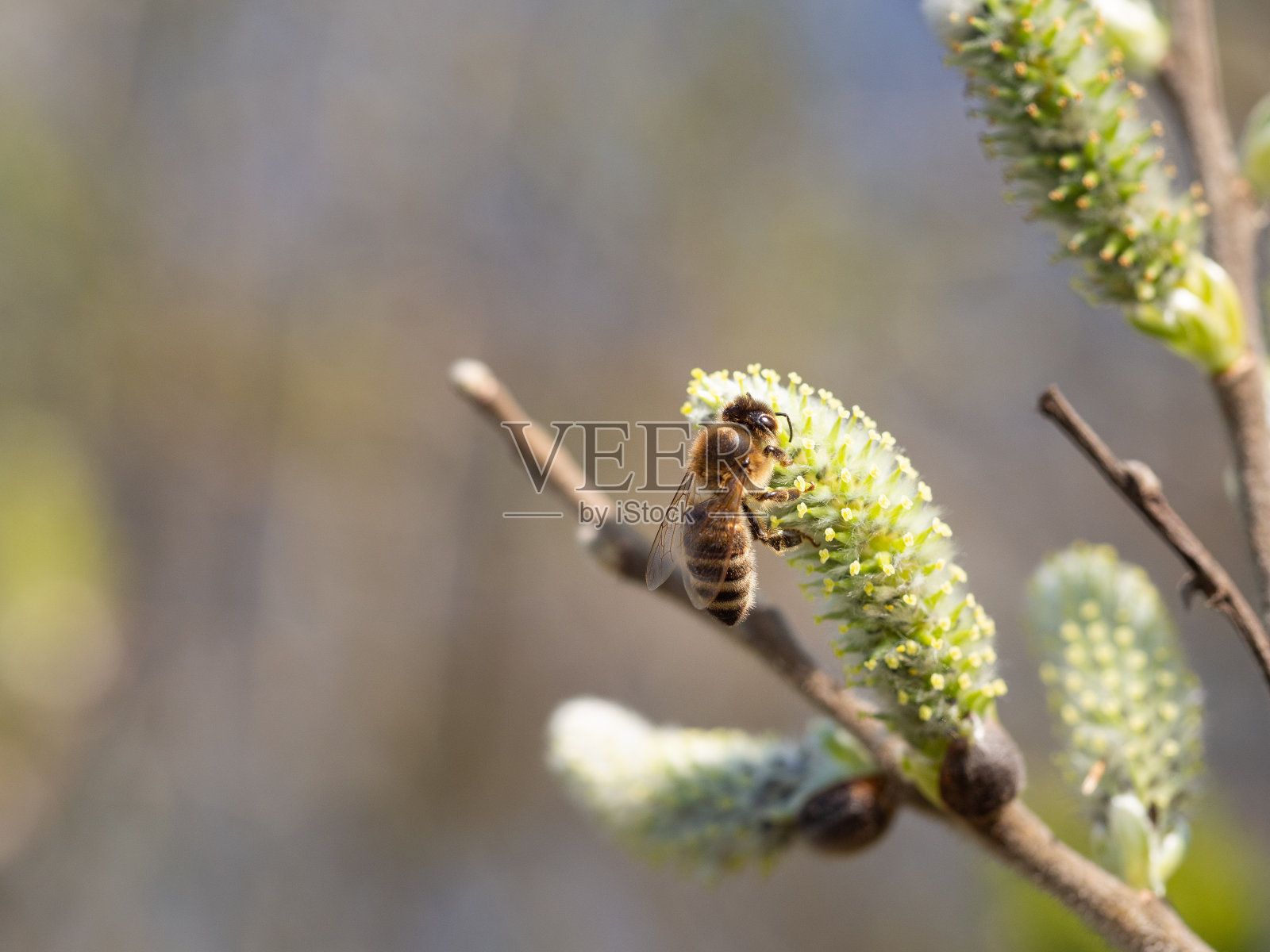 春天，蜜蜂在吃柳絮照片摄影图片