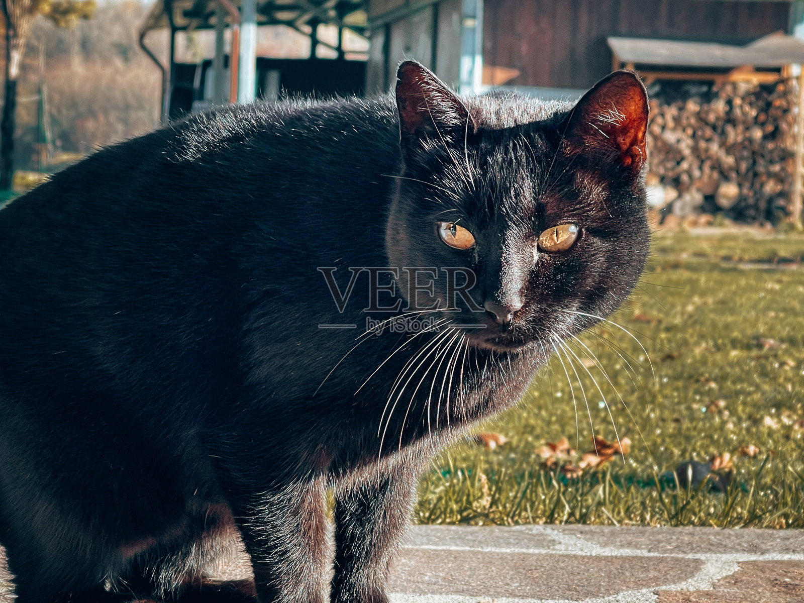 黑猫在户外照片摄影图片