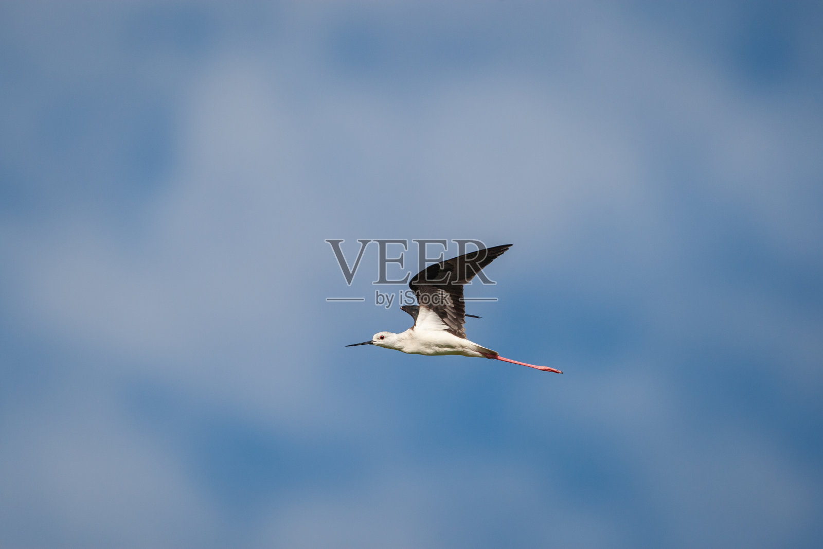 黑色翅膀的支撑物照片摄影图片