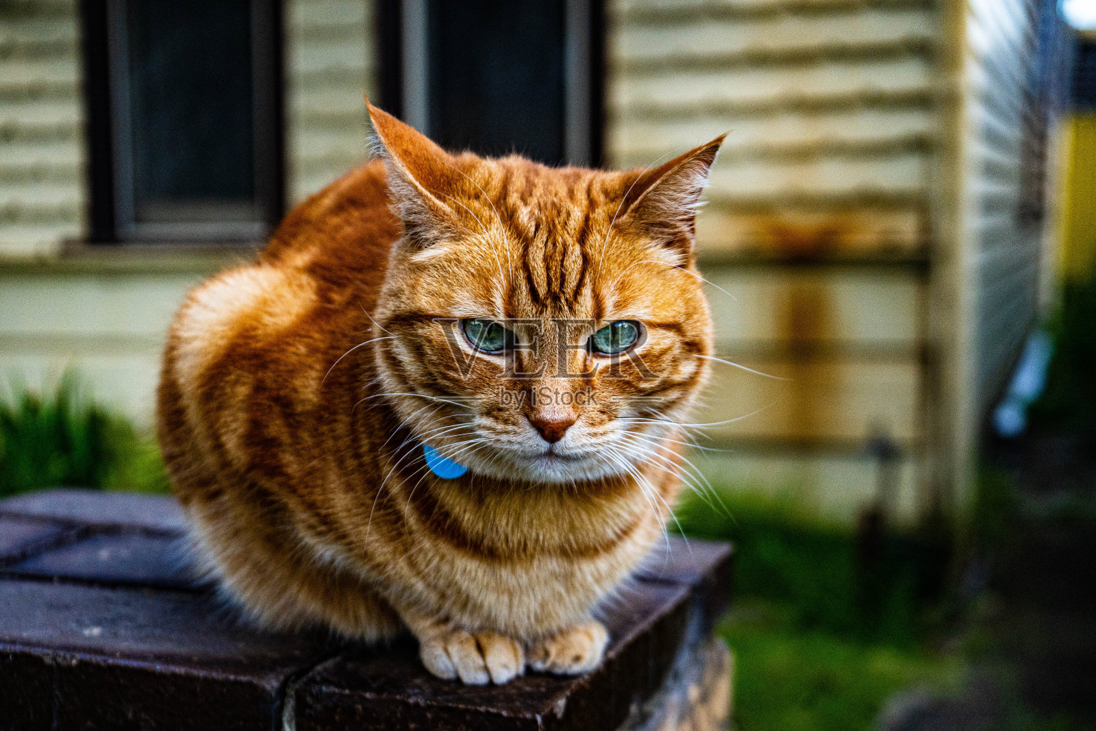 橙色的猫照片摄影图片