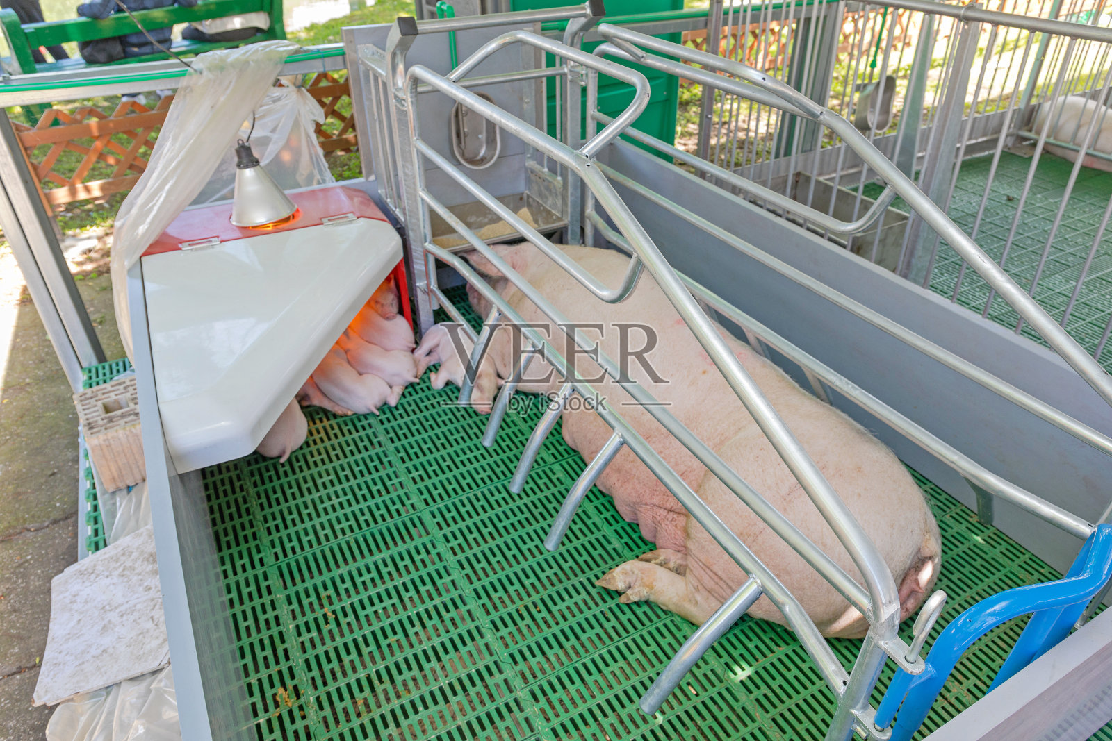 现代产小猪客厅照片摄影图片