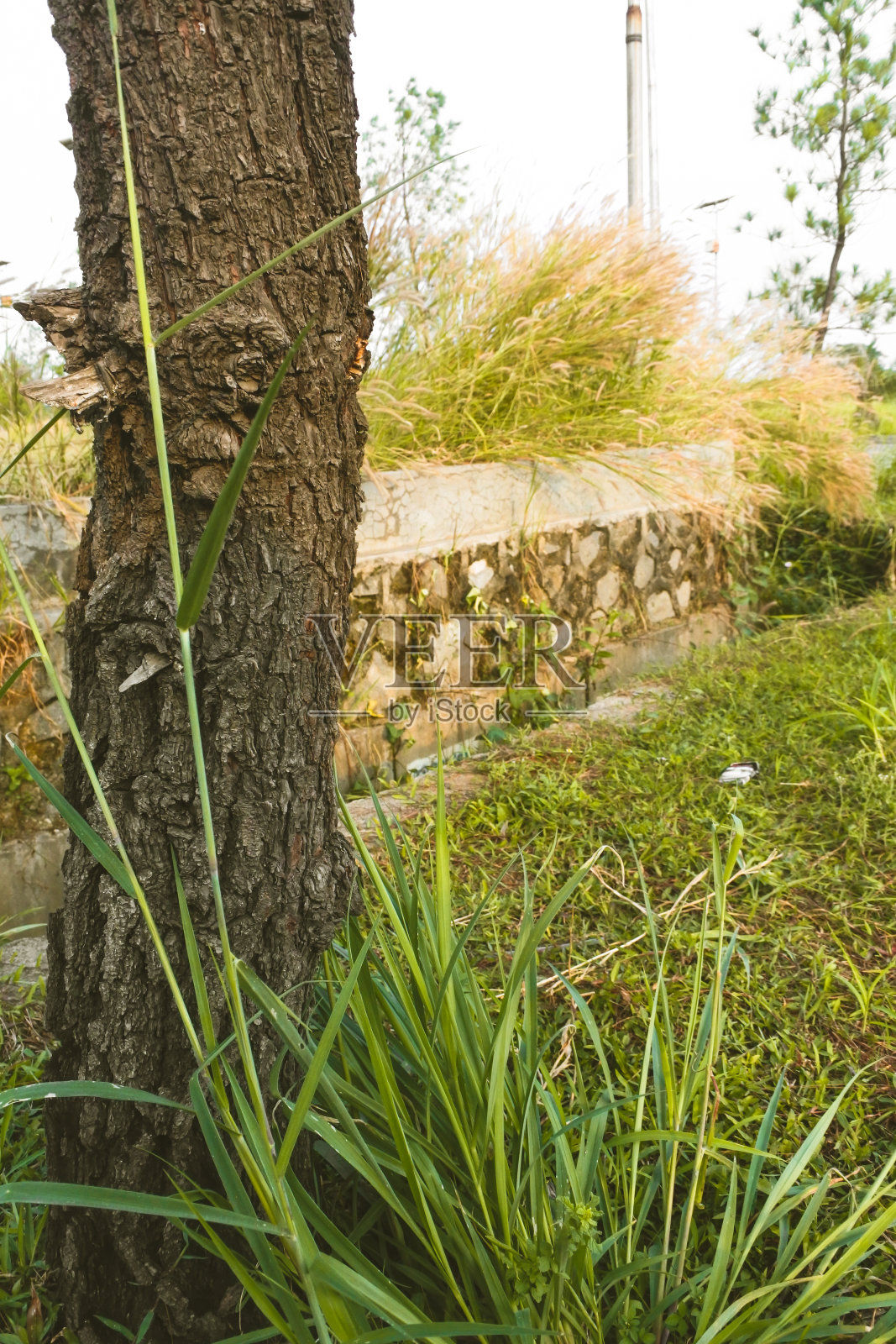 一棵看起来像树干的树生长在花园里照片摄影图片