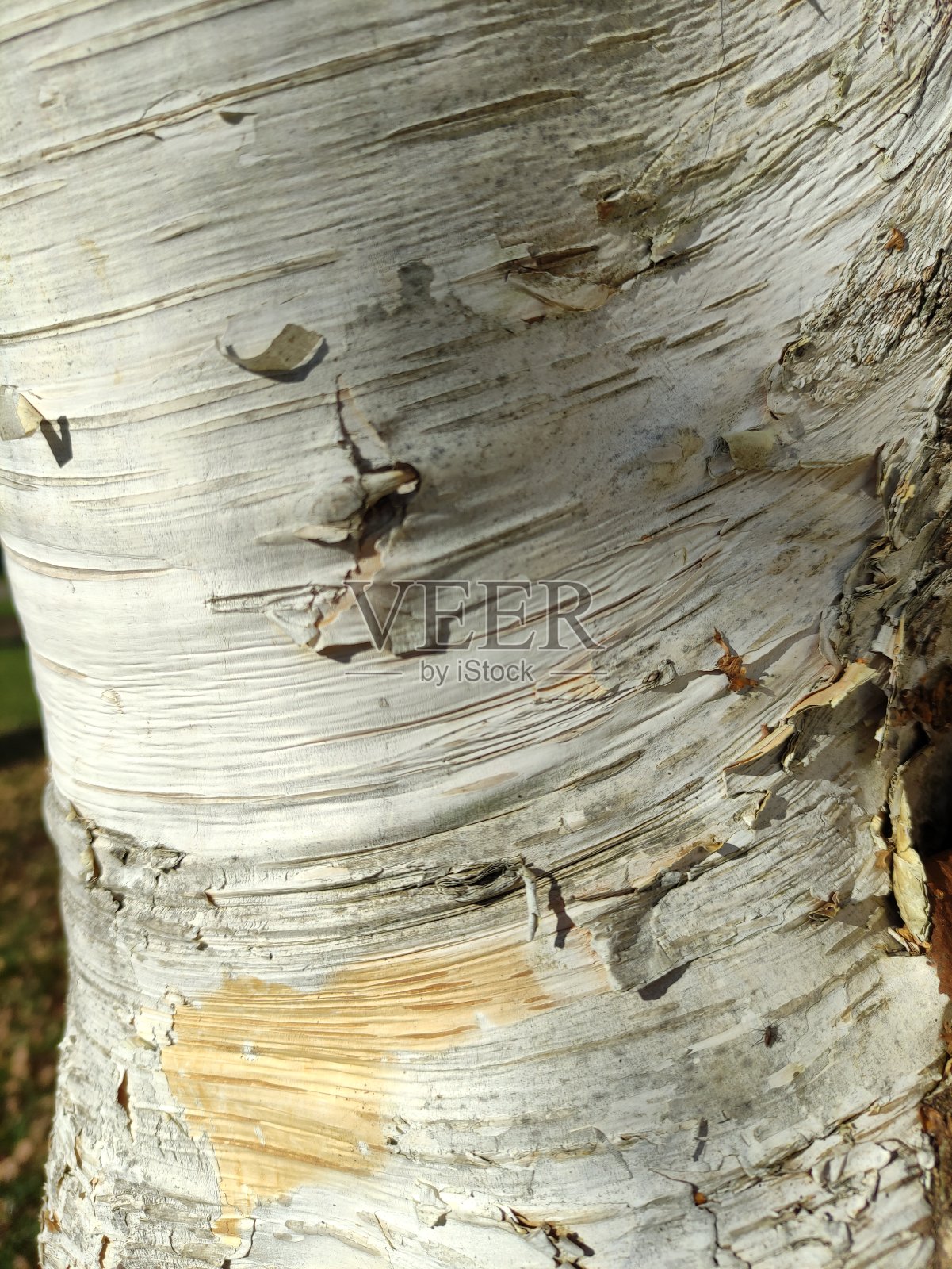 白桦树皮照片摄影图片