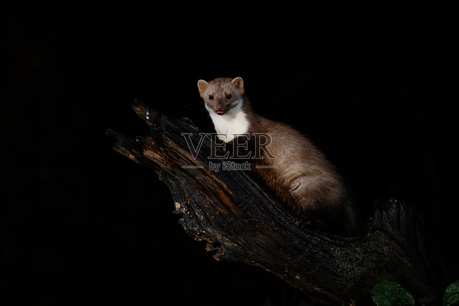 森林里的山毛榉貂照片摄影图片